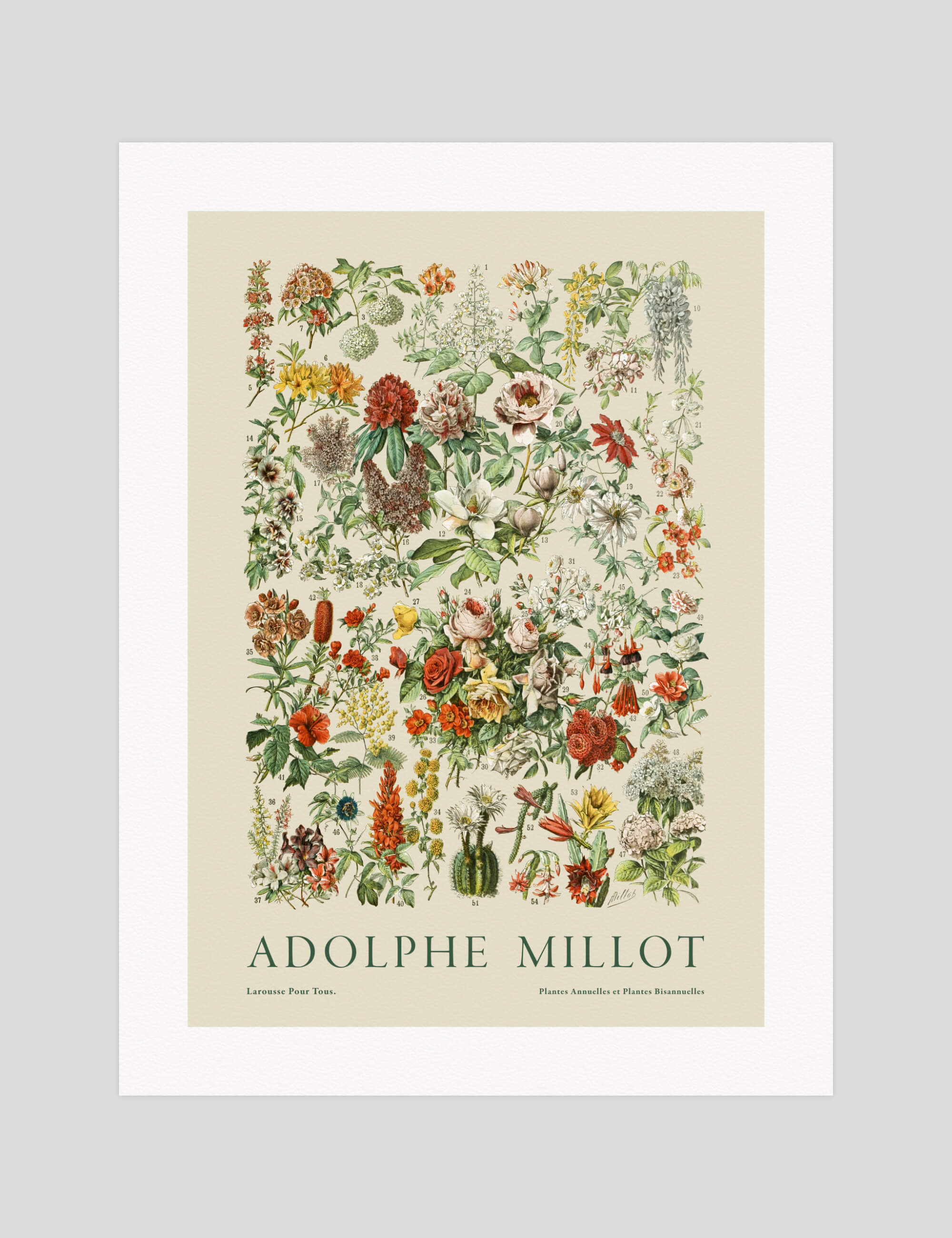 Adolphe Millot Fleurs 1 gallery quality art print produced using 100% cotton rag textured art paper and pigment based archival inks in New Zealand.