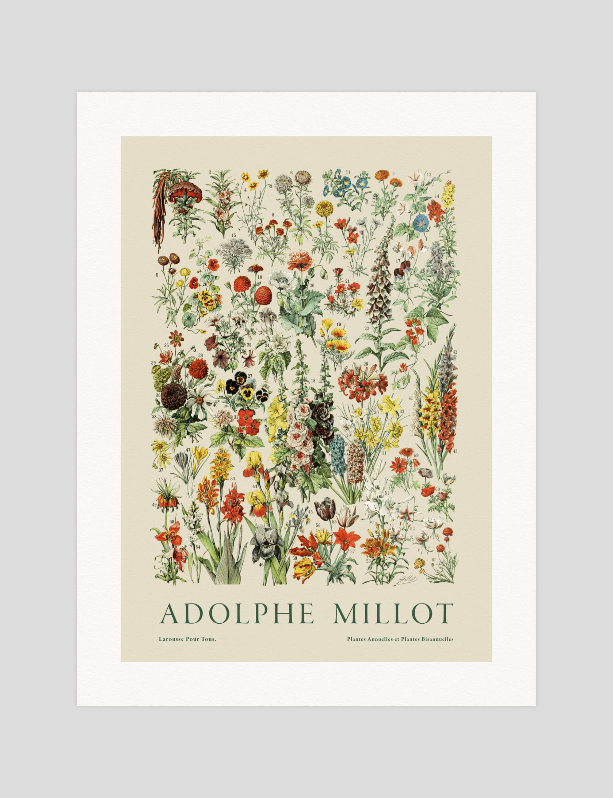Adolphe Millot Fleurs 2 gallery quality art print produced using 100% cotton rag textured art paper and pigment based archival inks in New Zealand.