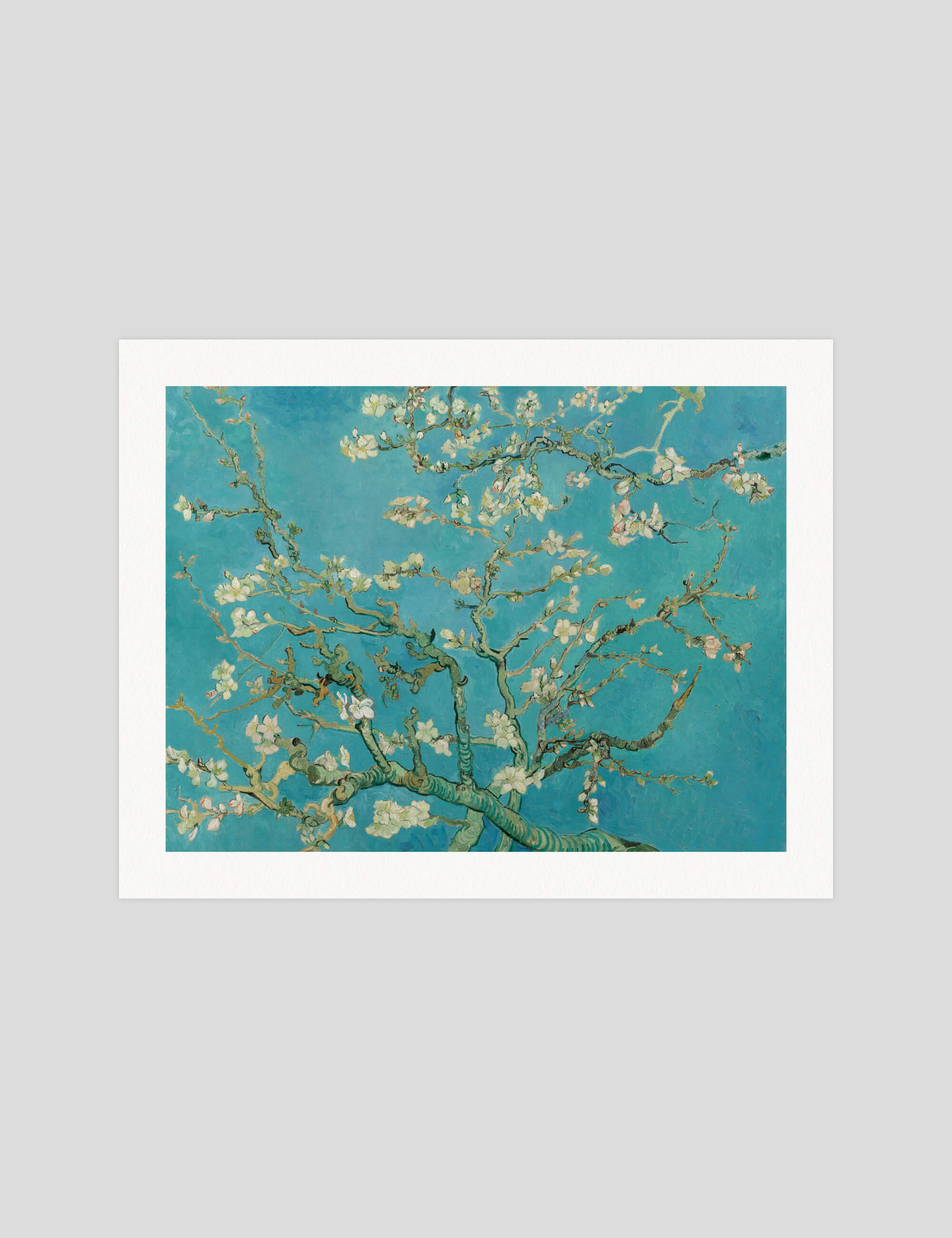 Almond Blossoms