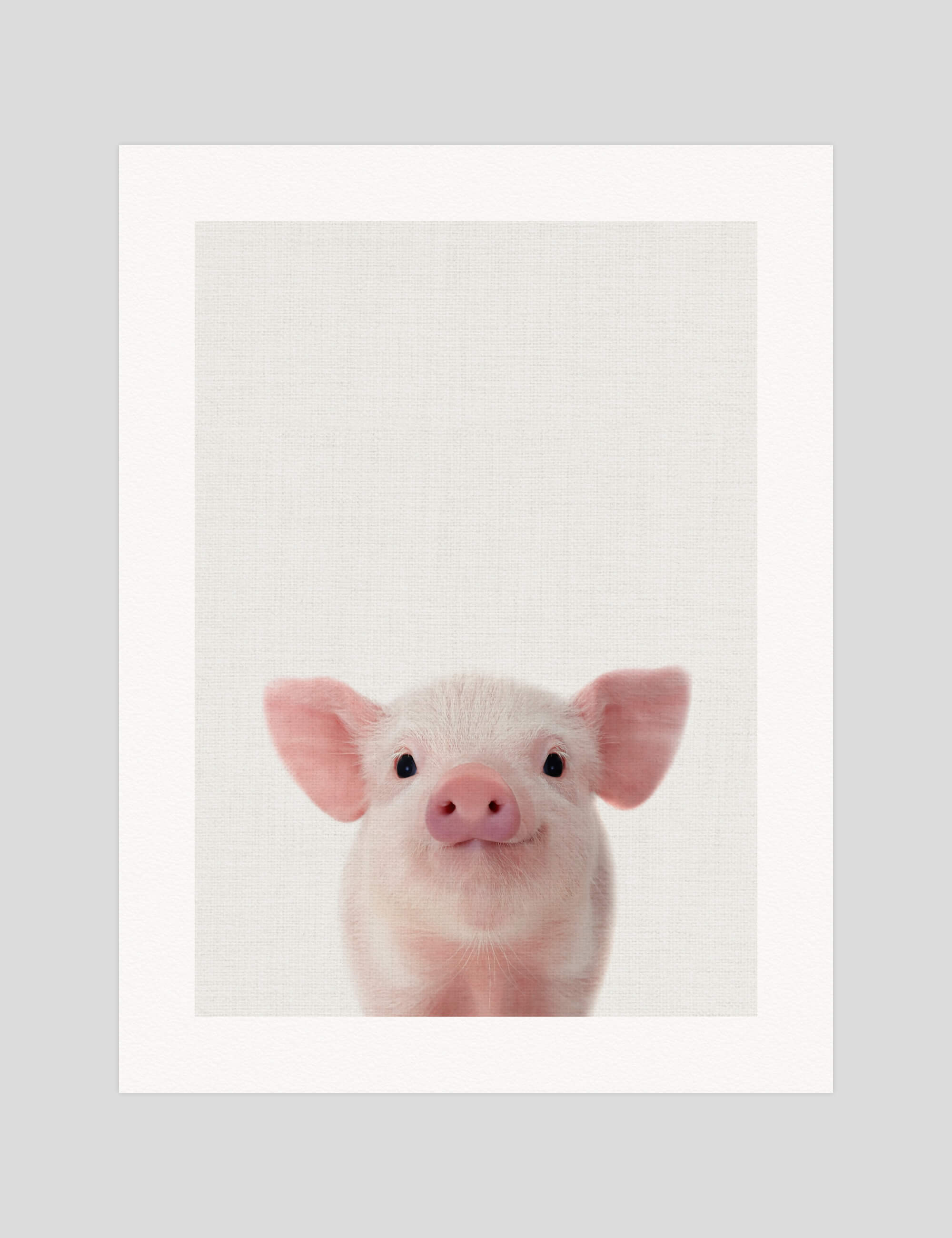 Baby Piglet