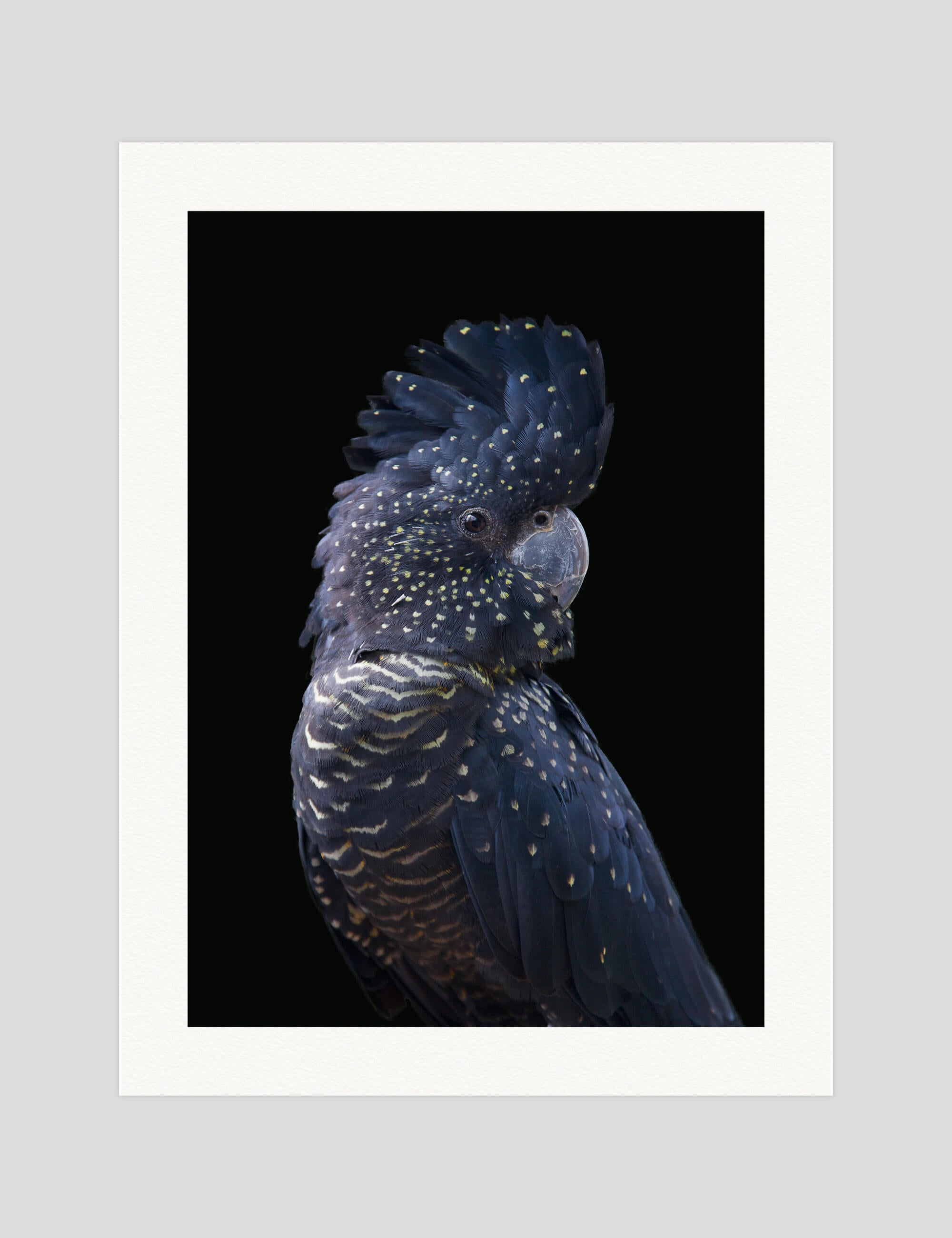 Blue Cockatoo