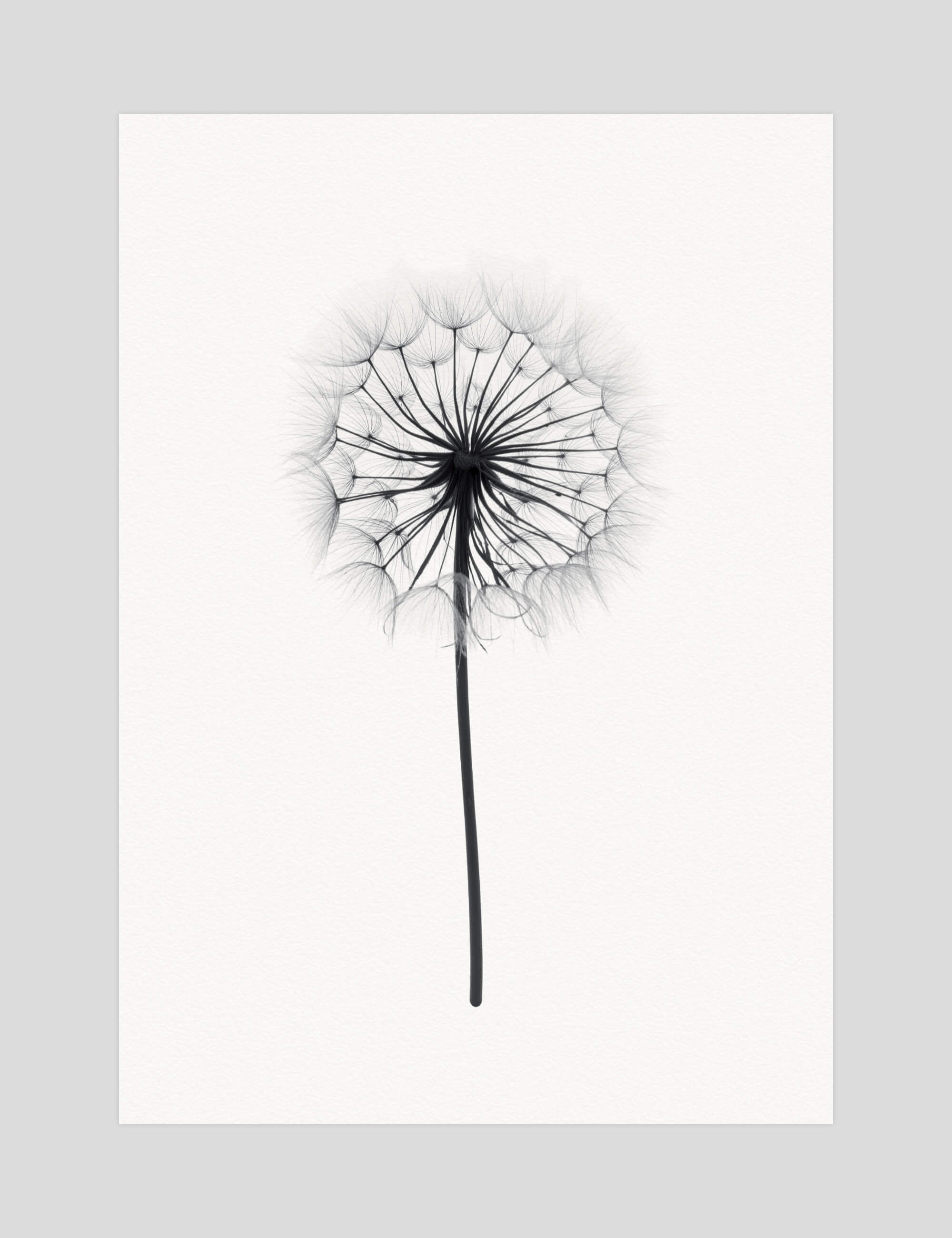 Dandelion