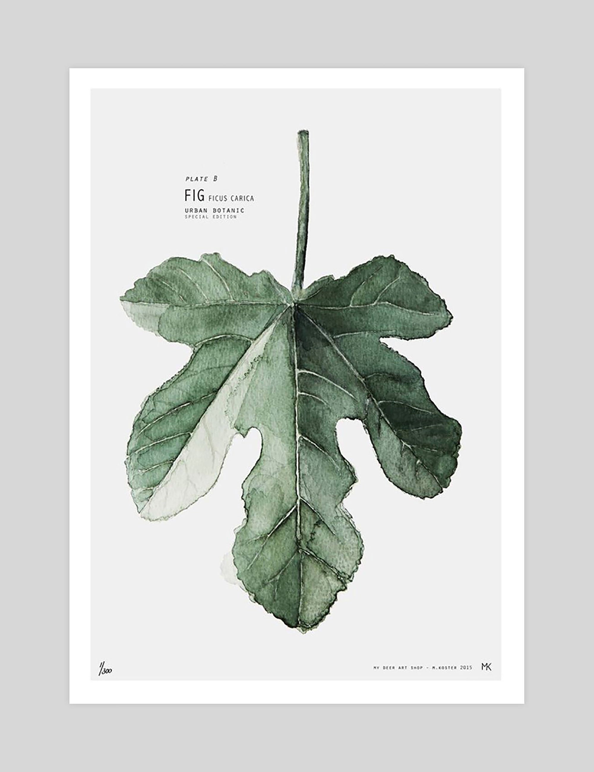 Fig by My Deer Art Print