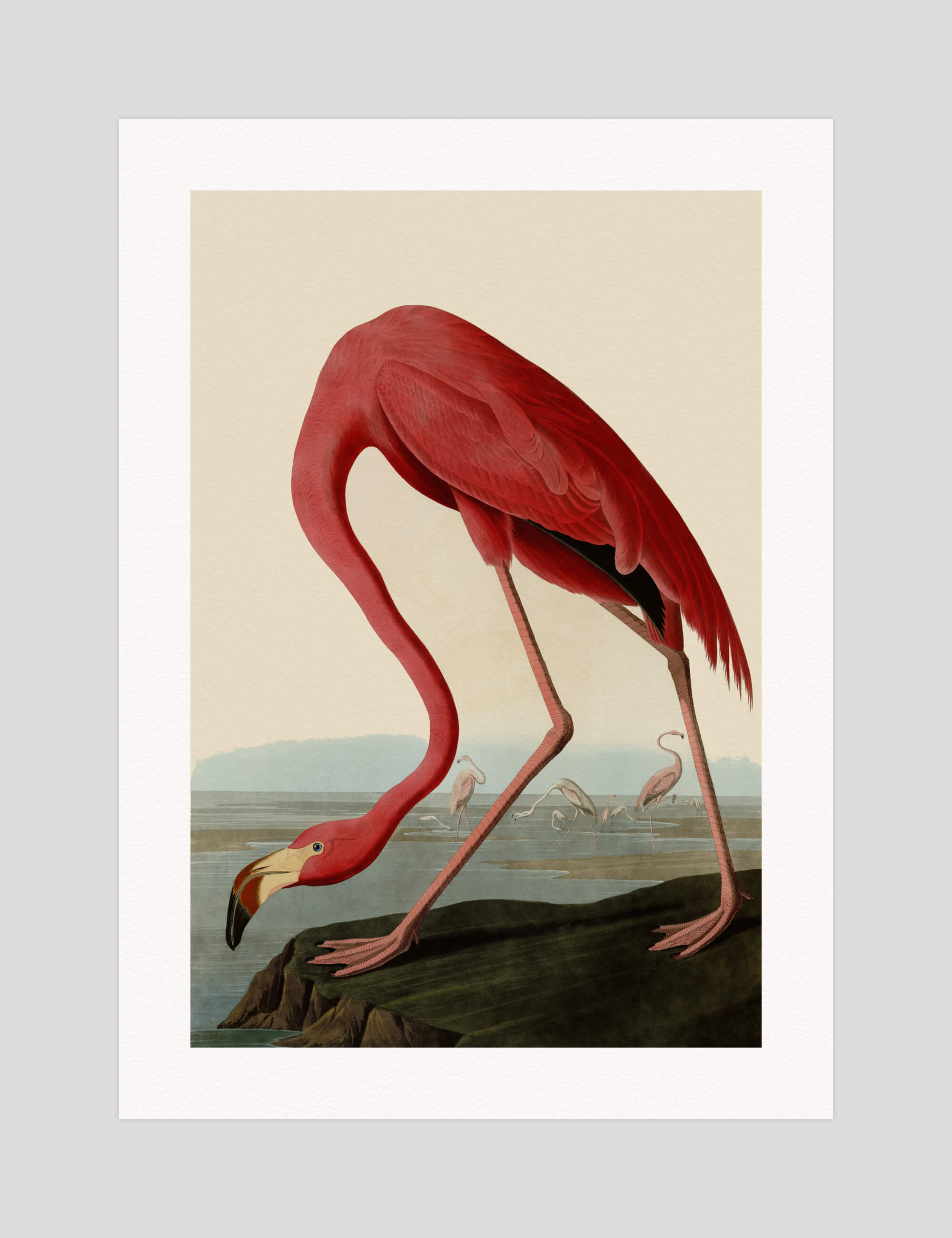John James Audubon American Flamingo gallery quality art print produced using 100% cotton rag textured art paper and pigment based archival inks in New Zealand. 