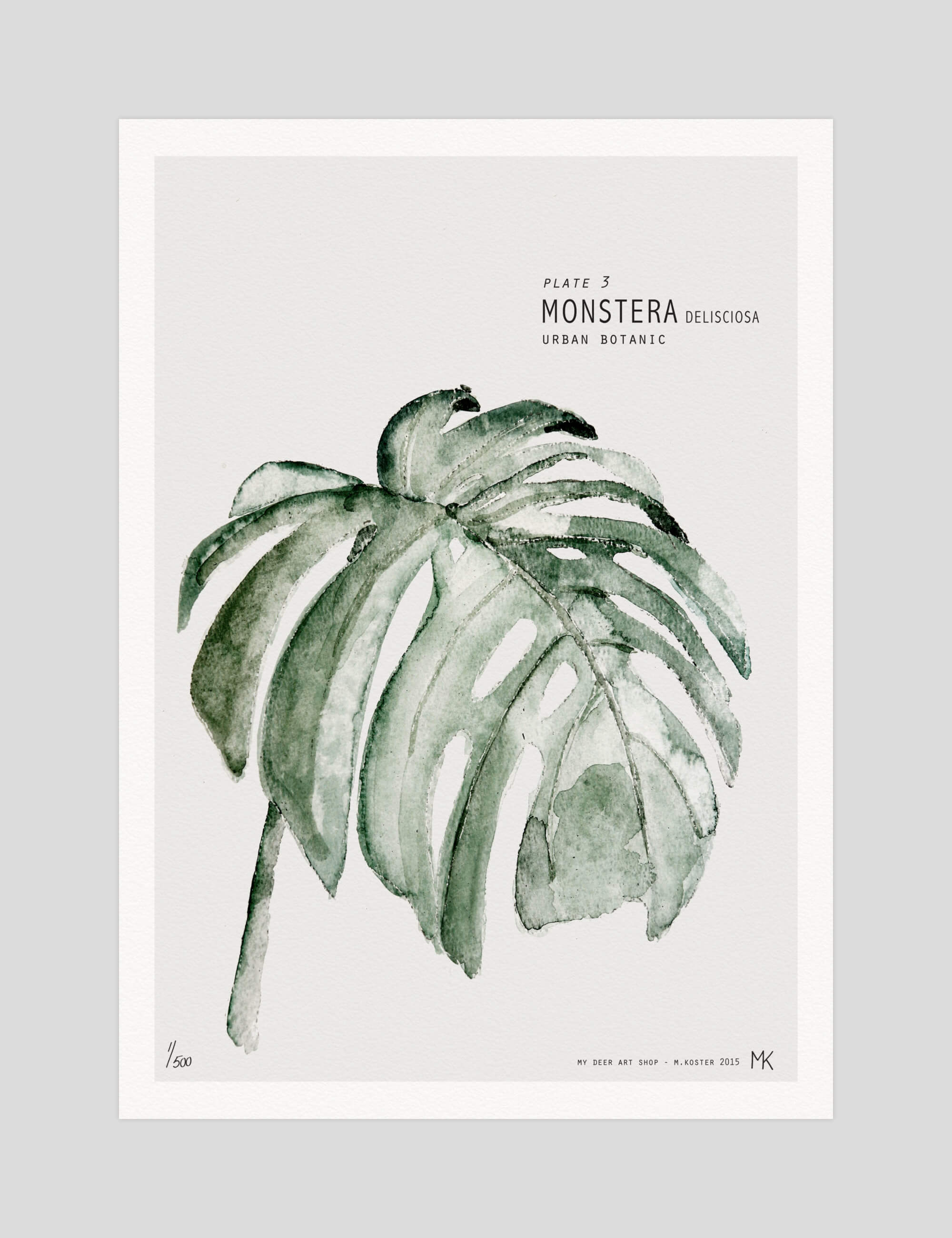 Monstera