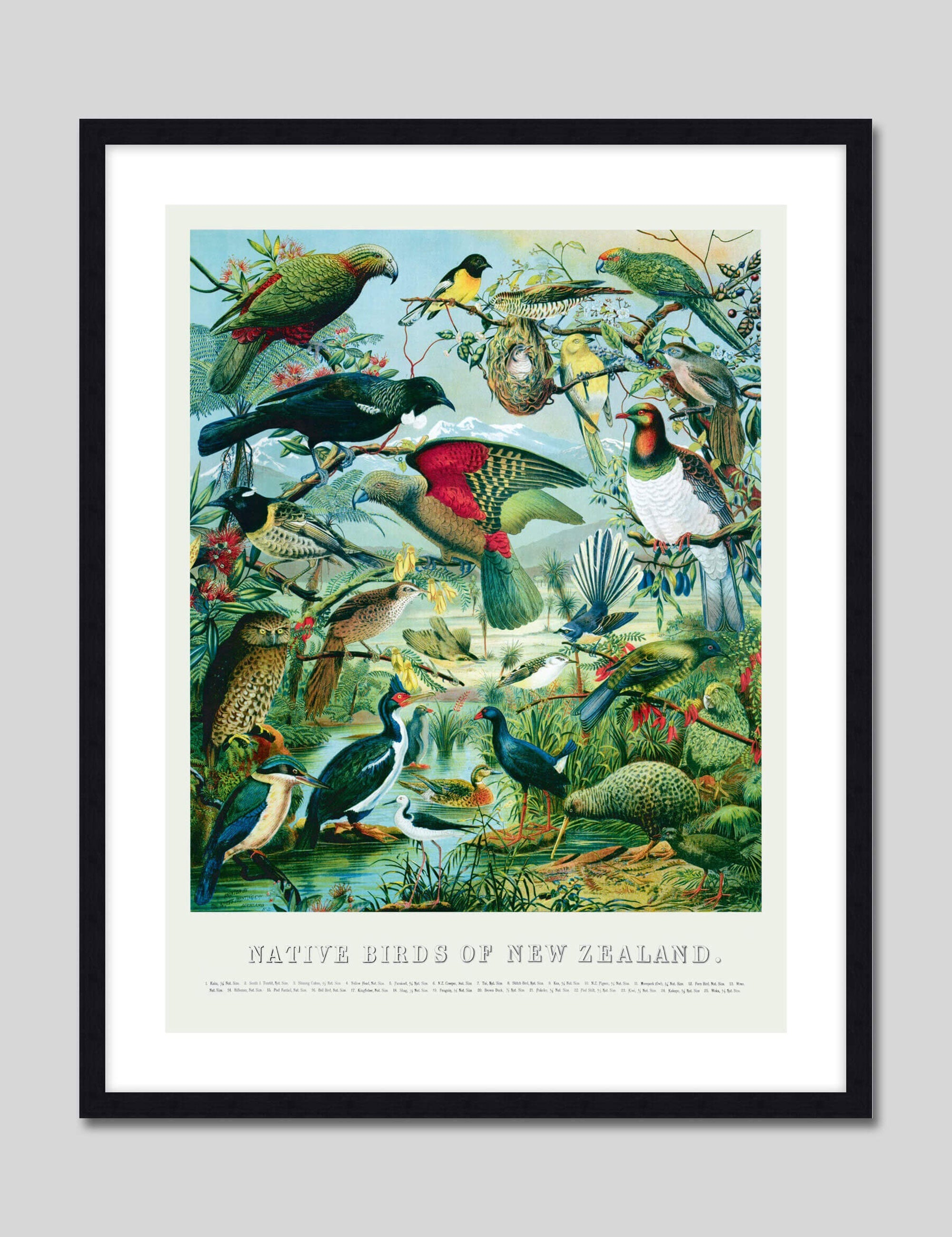 Native Birds Of New Zealand by William Shaw Diedrich Schmidt Art Print in Black Frame