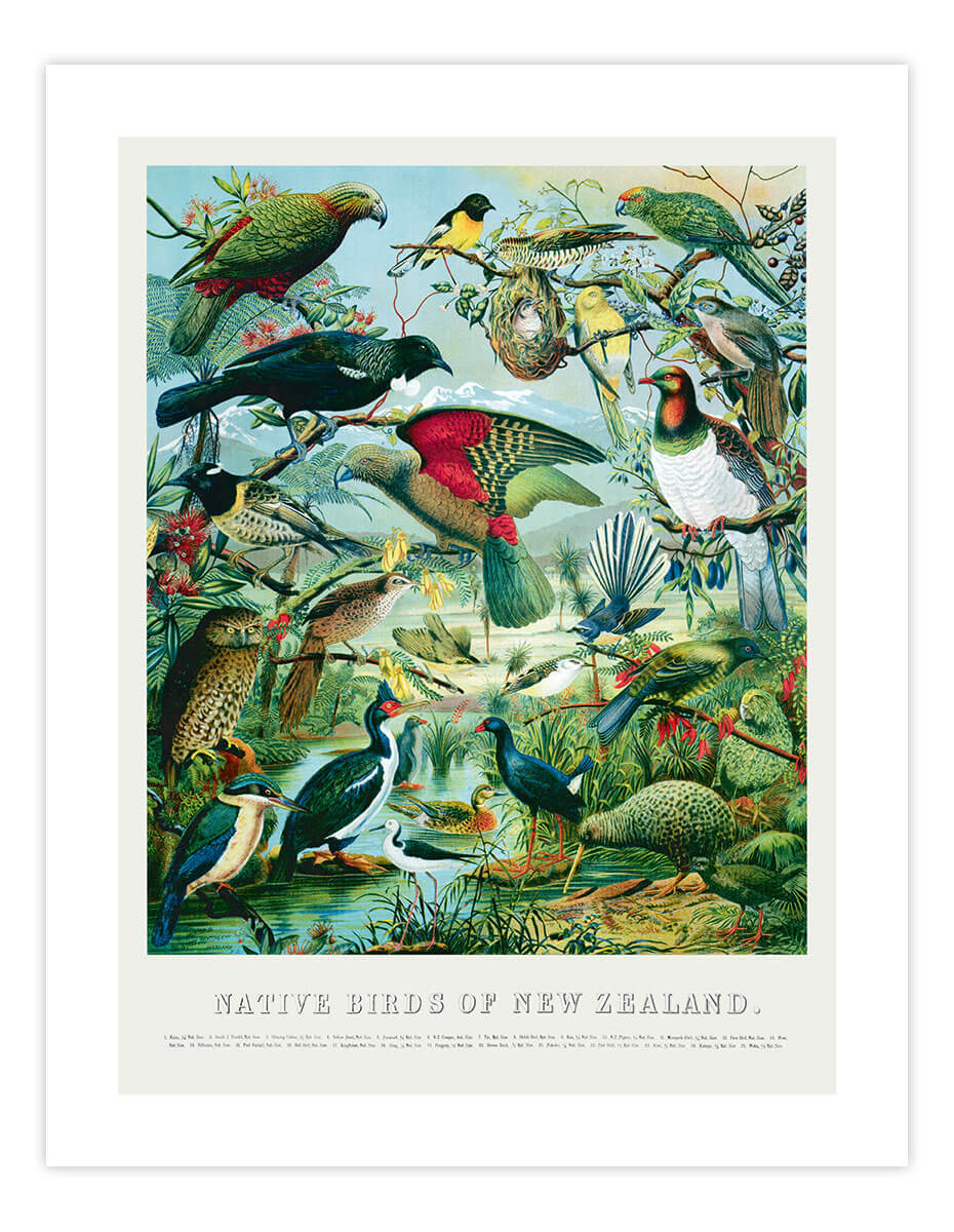 Native Birds of New Zealand by William Schmidt Art Print | Pop Motif
