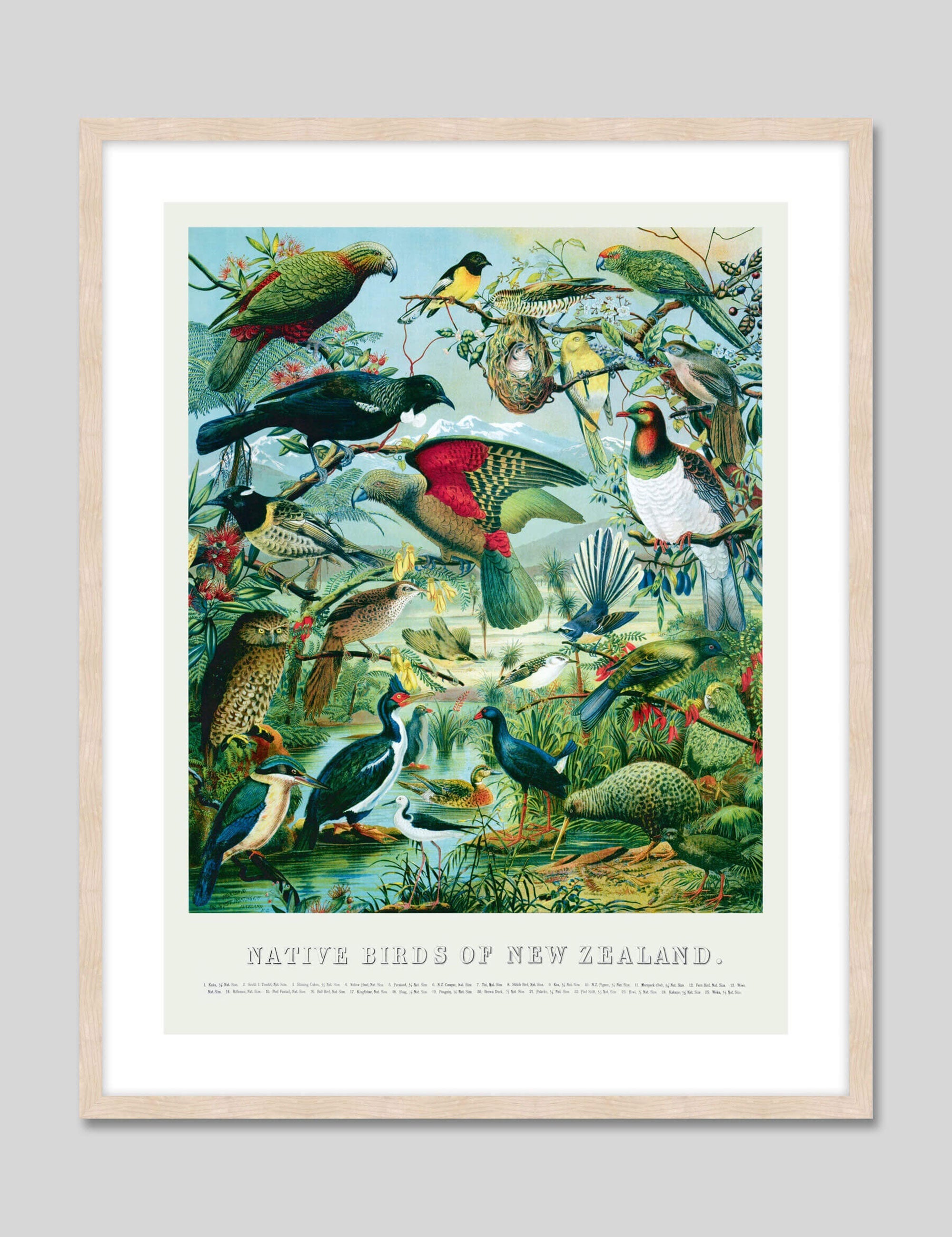 Native Birds Of New Zealand by William Shaw Diedrich Schmidt Art Print in Natural Frame