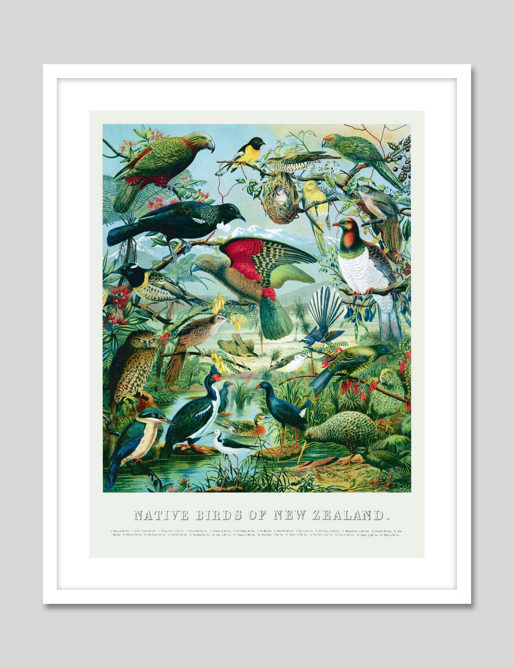 Native Birds Of New Zealand by William Shaw Diedrich Schmidt Art Print in White Frame