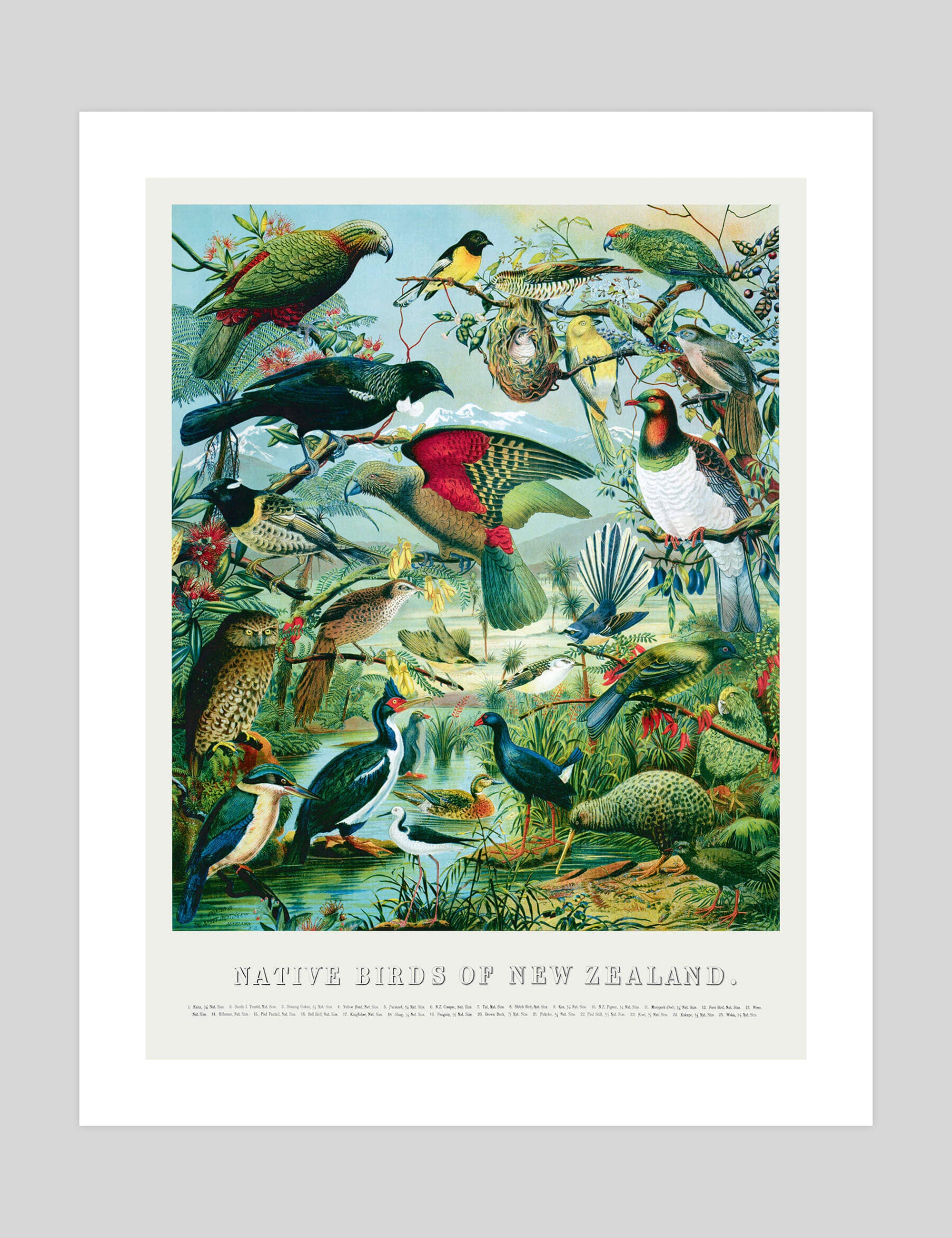 Native Birds Of New Zealand by William Shaw Diedrich Schmidt Art Print