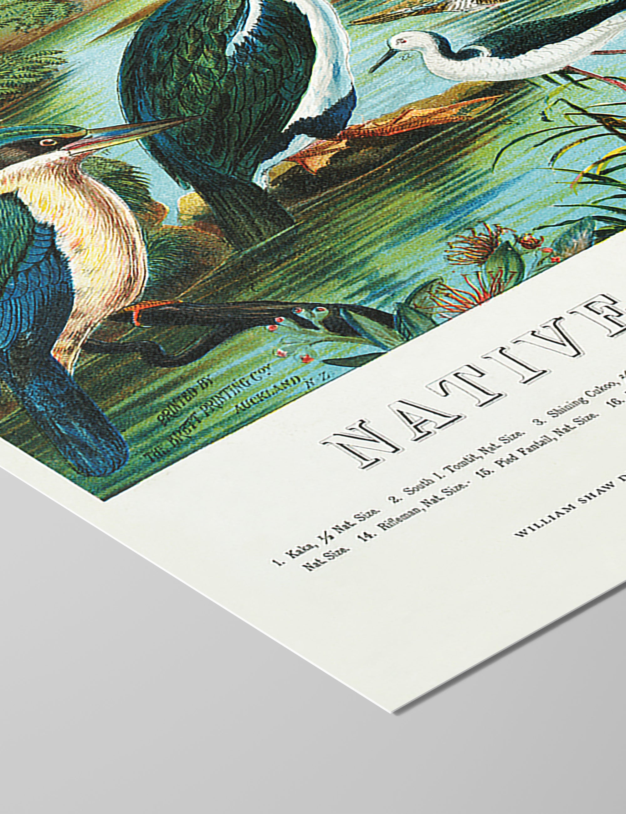 Native Birds of New Zealand