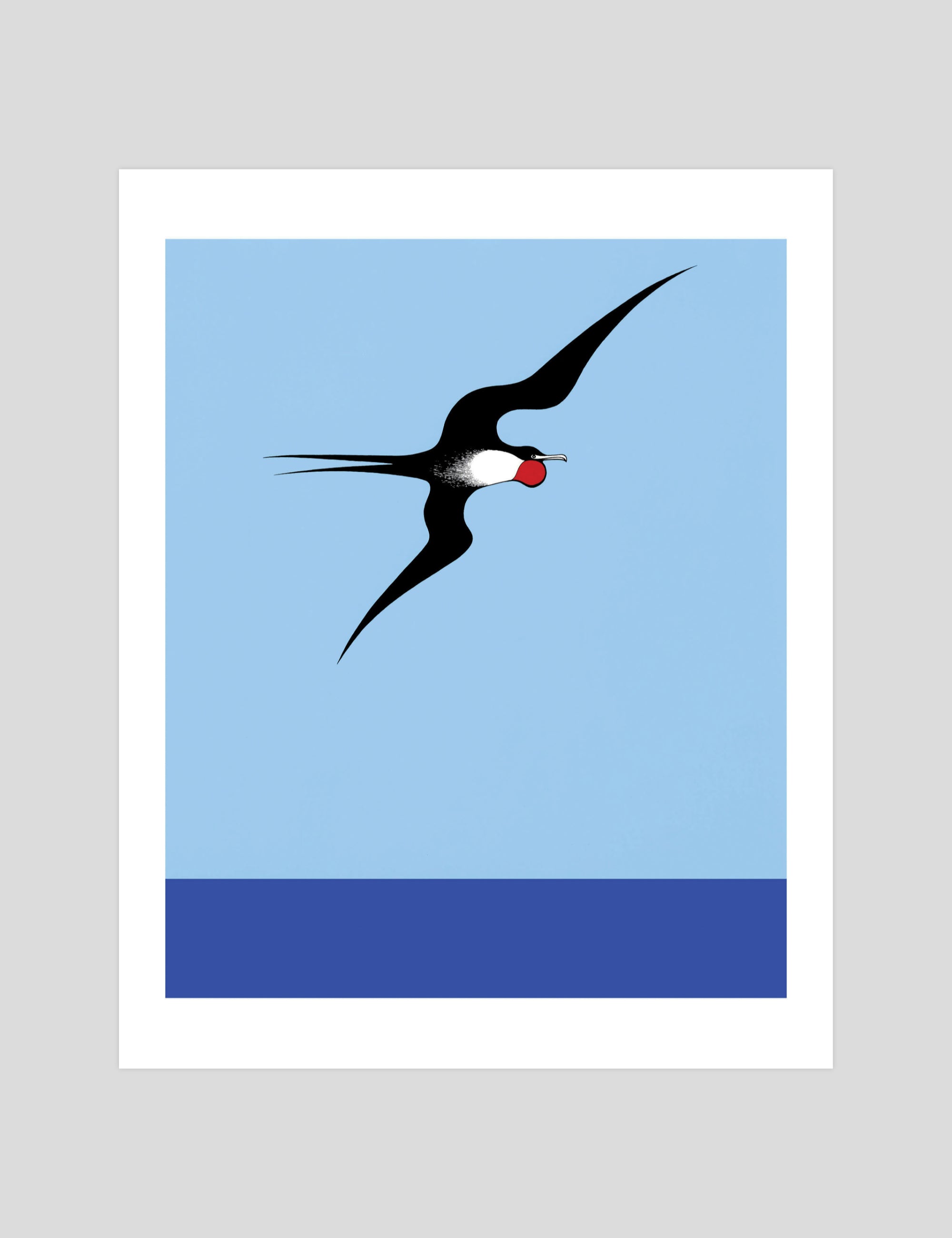 Pacific Frigate Bird