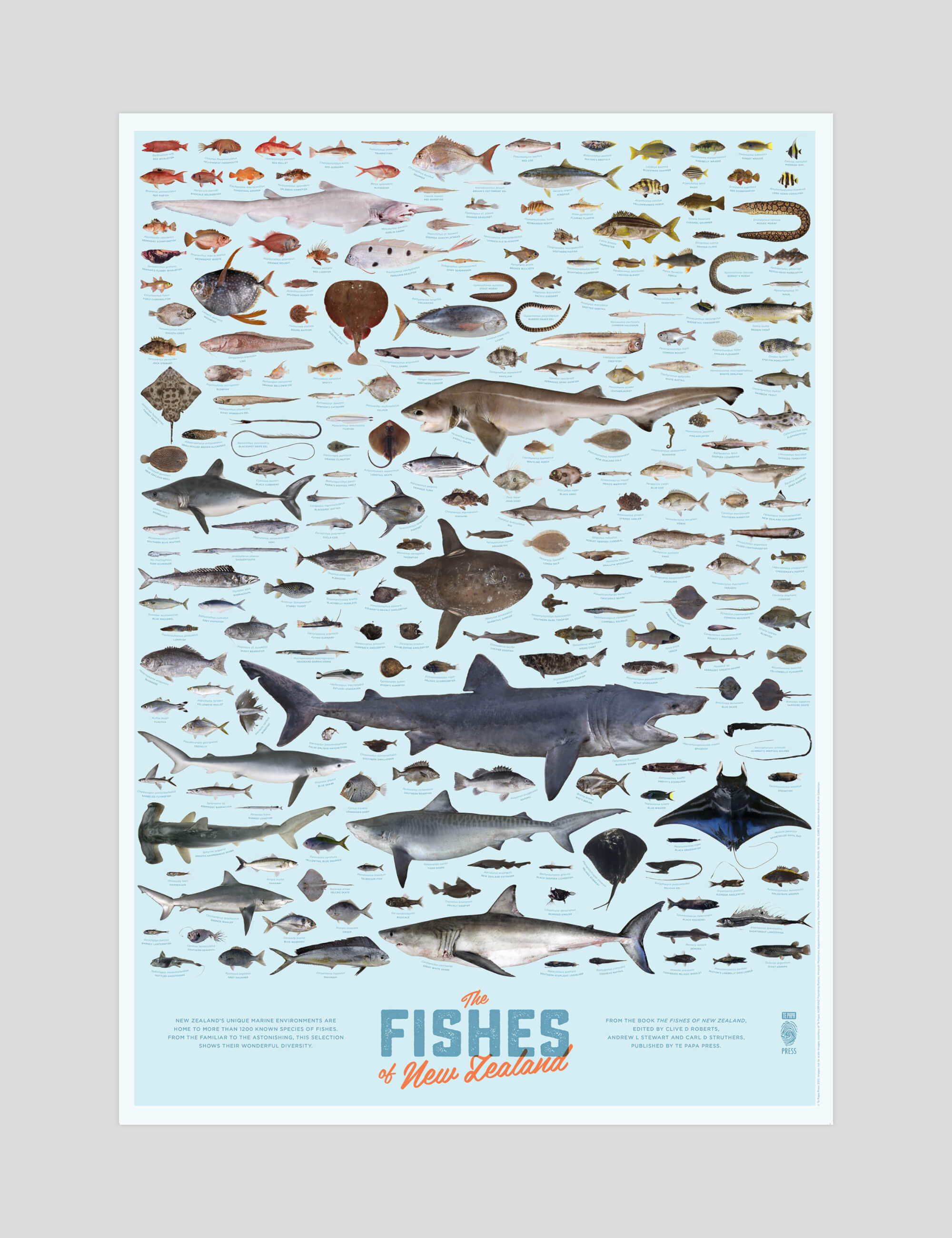 The Fishes of New Zealand