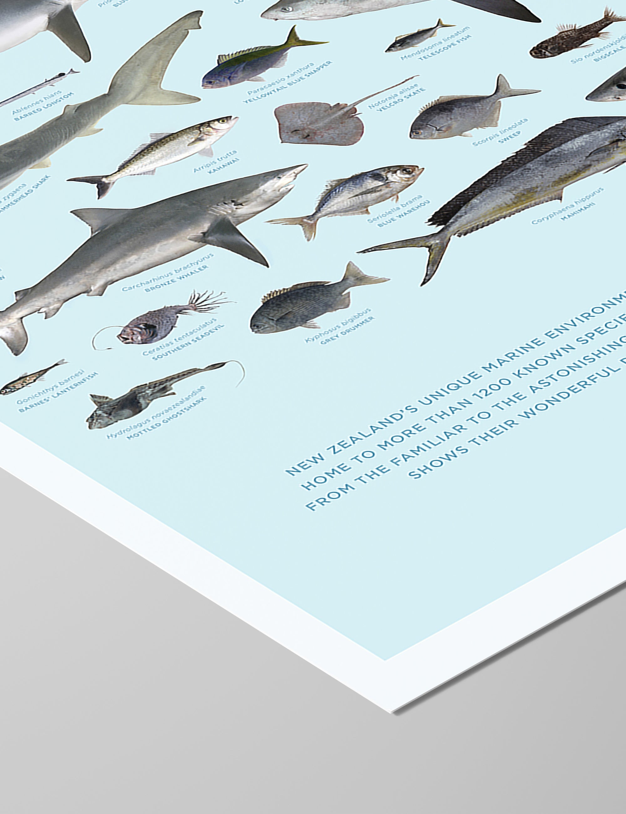 The Fishes of New Zealand