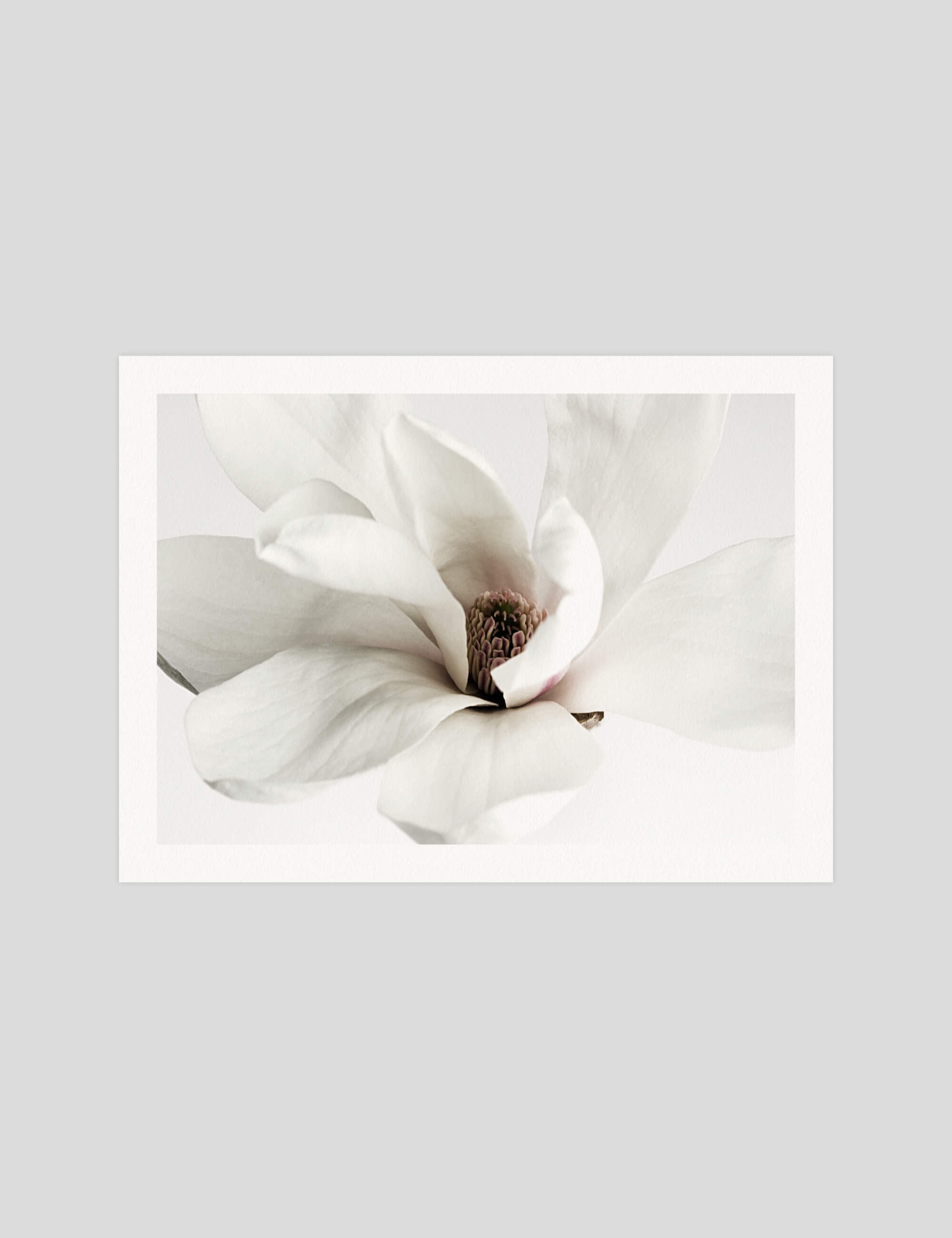 White Magnolia