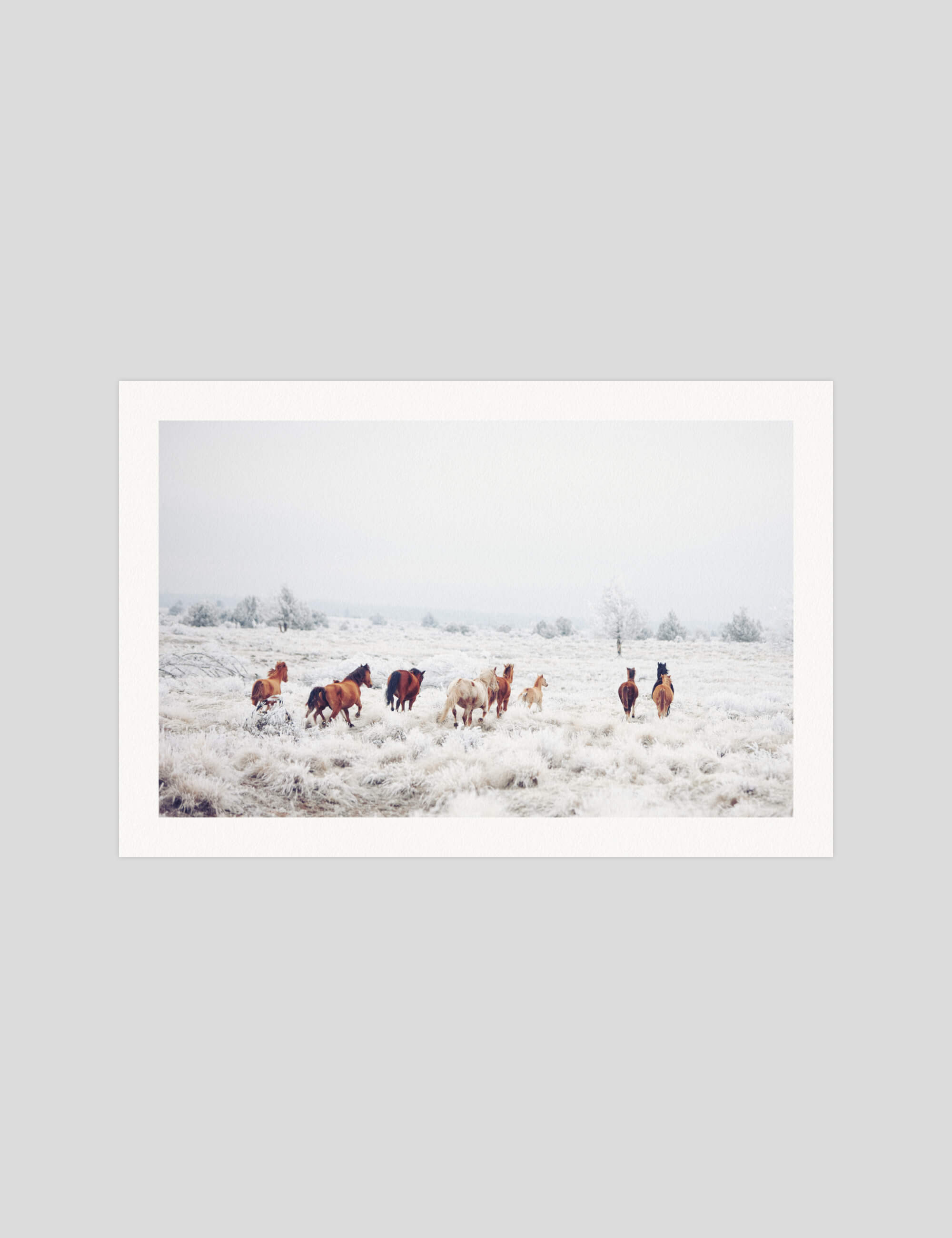 Winter Horses