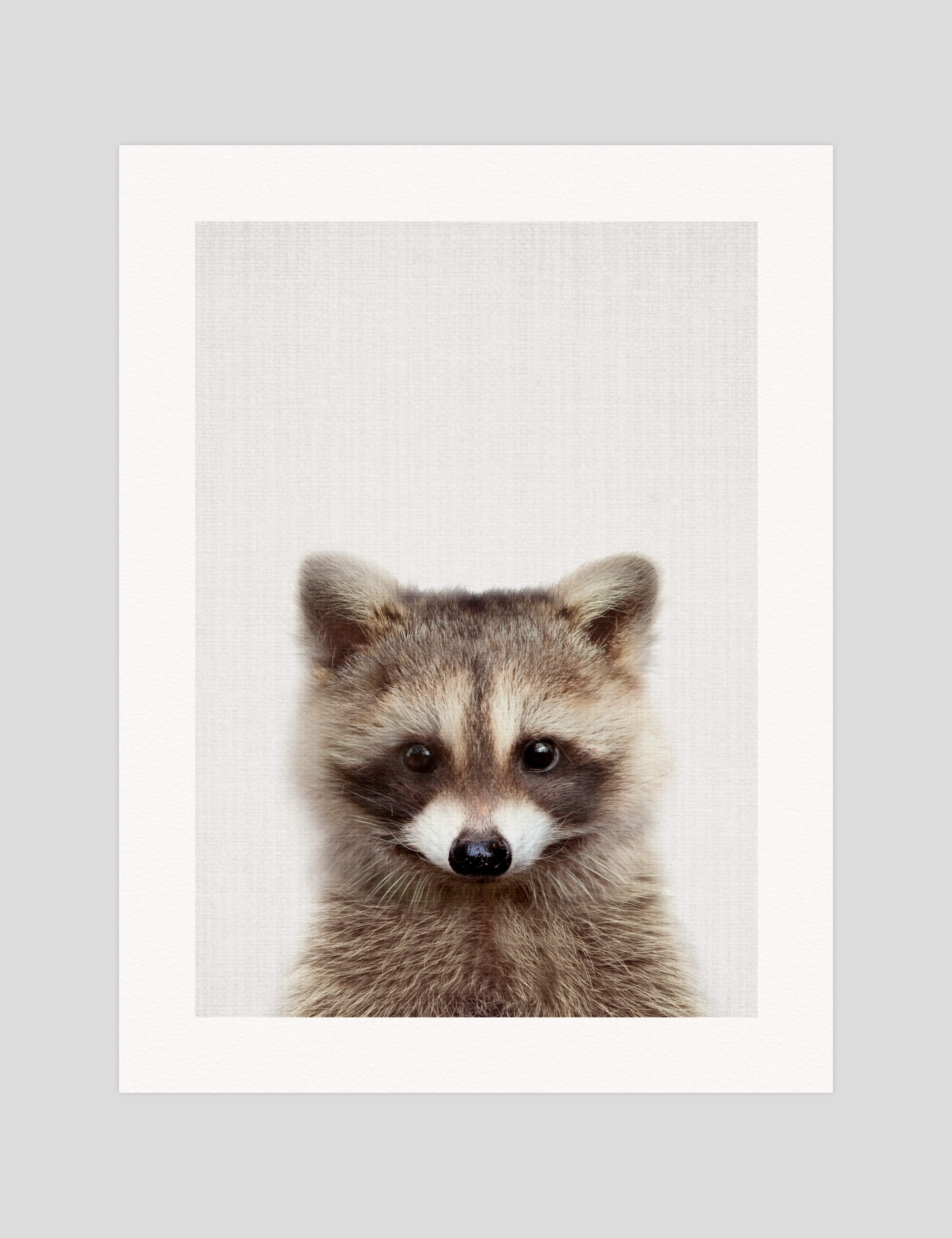 Woodland Raccoon