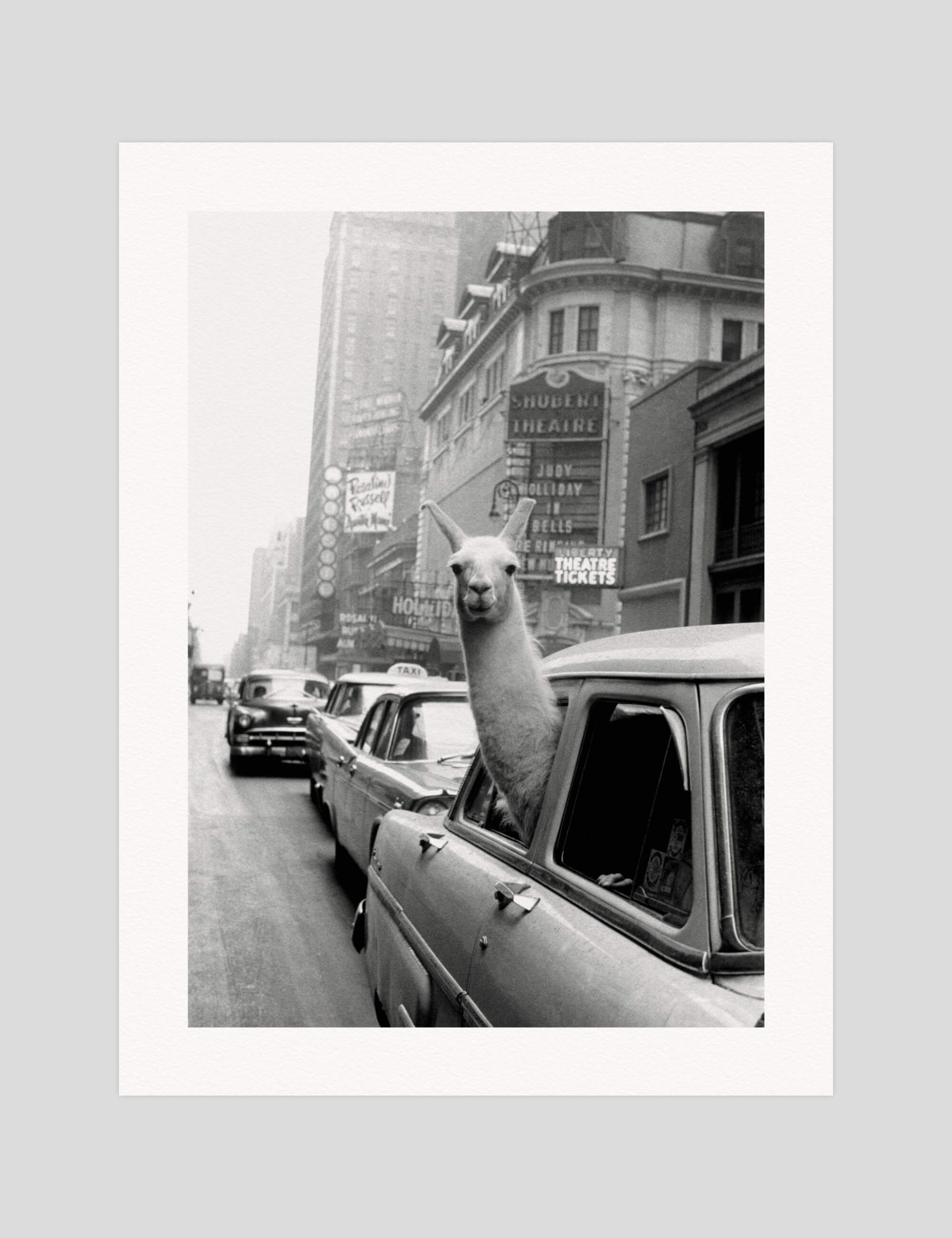 A Llama In Times Square gallery quality art print produced using 100% cotton rag textured art paper and pigment based archival inks in New Zealand. 