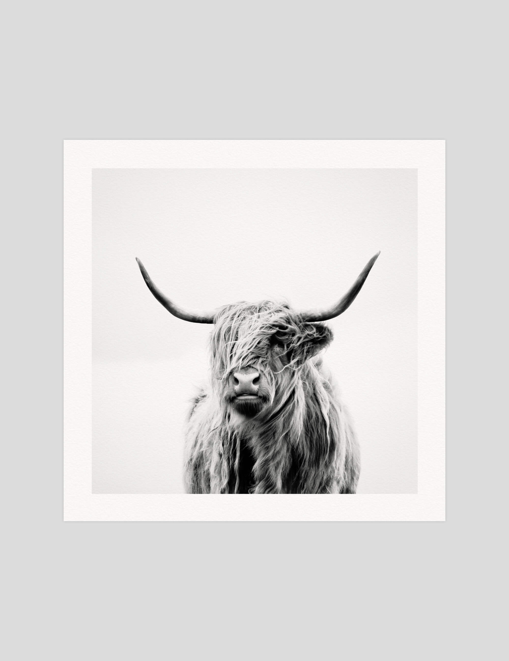 Dorit Fuhg Portrait of a Highland Cow gallery quality art print produced using 100% cotton rag textured art paper and pigment based archival inks in New Zealand.