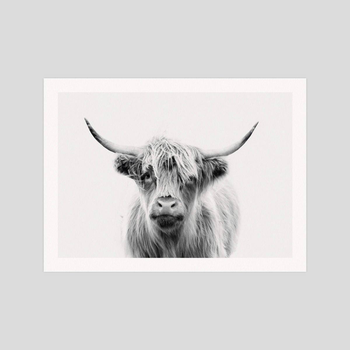 Highland Cow gallery quality art print produced using 100% cotton rag textured art paper and pigment based archival inks in New Zealand.