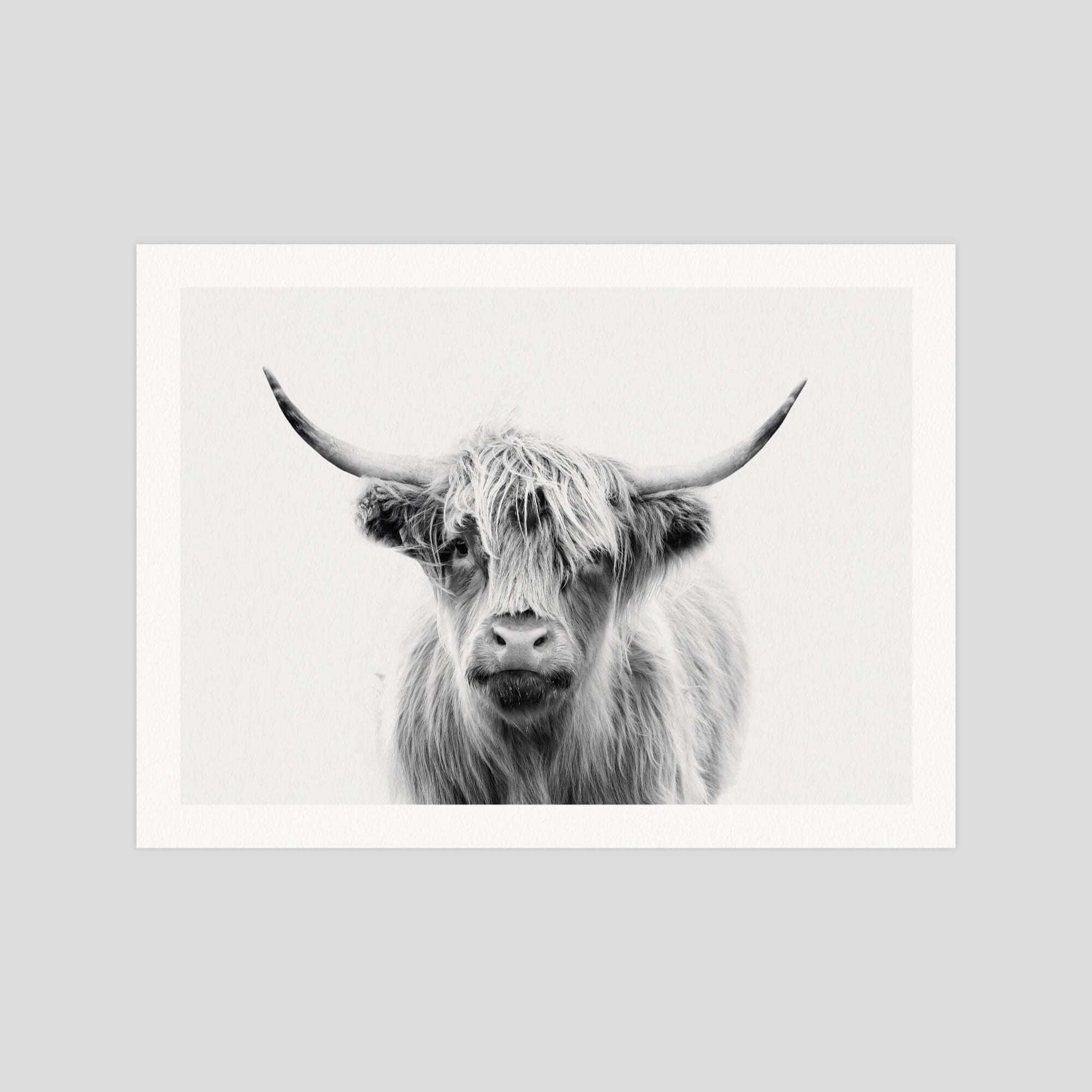 Highland Cow gallery quality art print produced using 100% cotton rag textured art paper and pigment based archival inks in New Zealand.