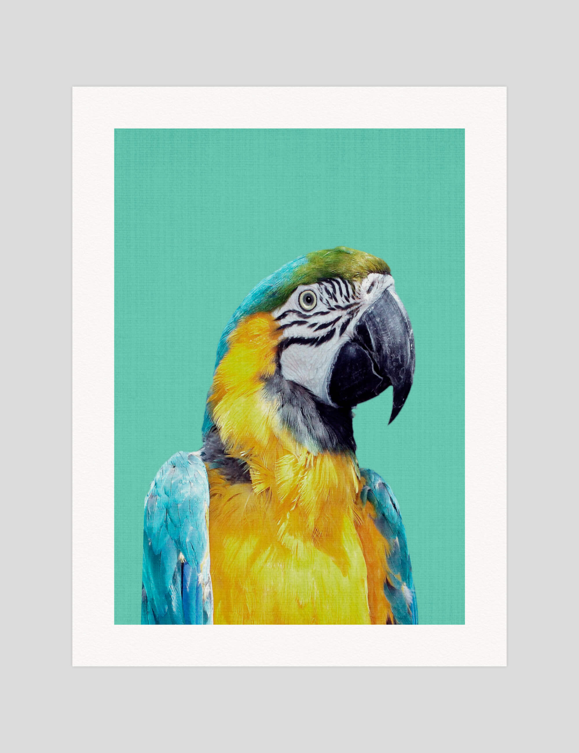 Lila & Lola Parrot gallery quality art print produced using 100% cotton rag textured art paper and pigment based archival inks in New Zealand.