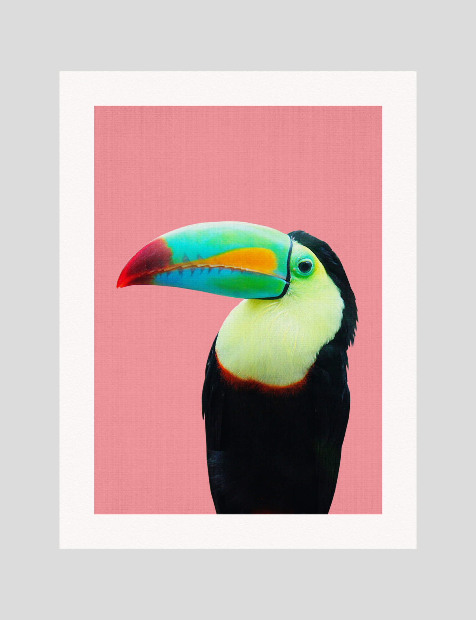 Lila & Lola Toucan gallery quality art print produced using 100% cotton rag textured art paper and pigment based archival inks in New Zealand.