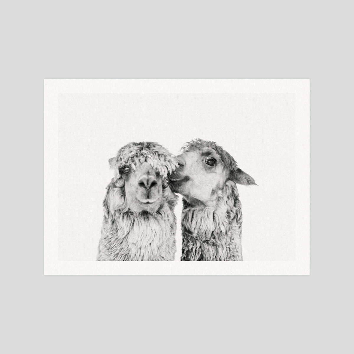 Llama Love gallery quality art print produced using 100% cotton rag textured art paper and pigment based archival inks in New Zealand.