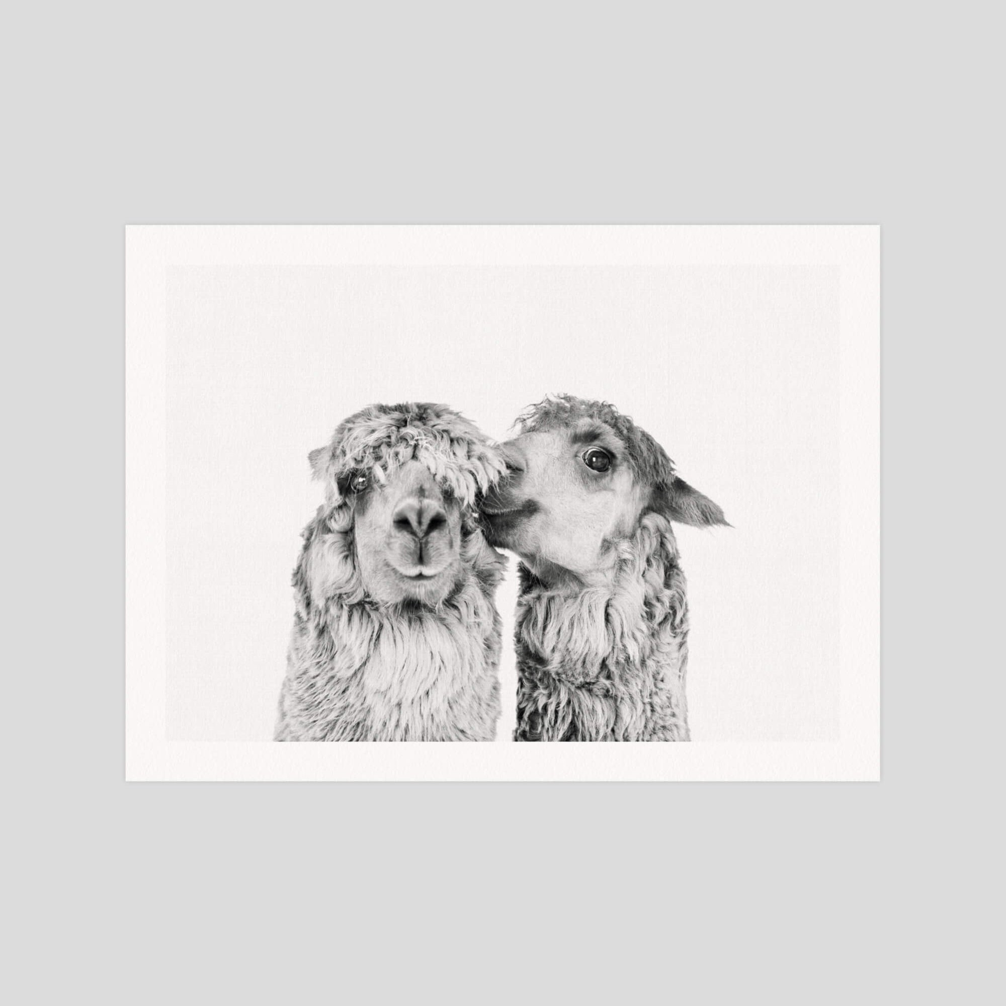 Llama Love gallery quality art print produced using 100% cotton rag textured art paper and pigment based archival inks in New Zealand.