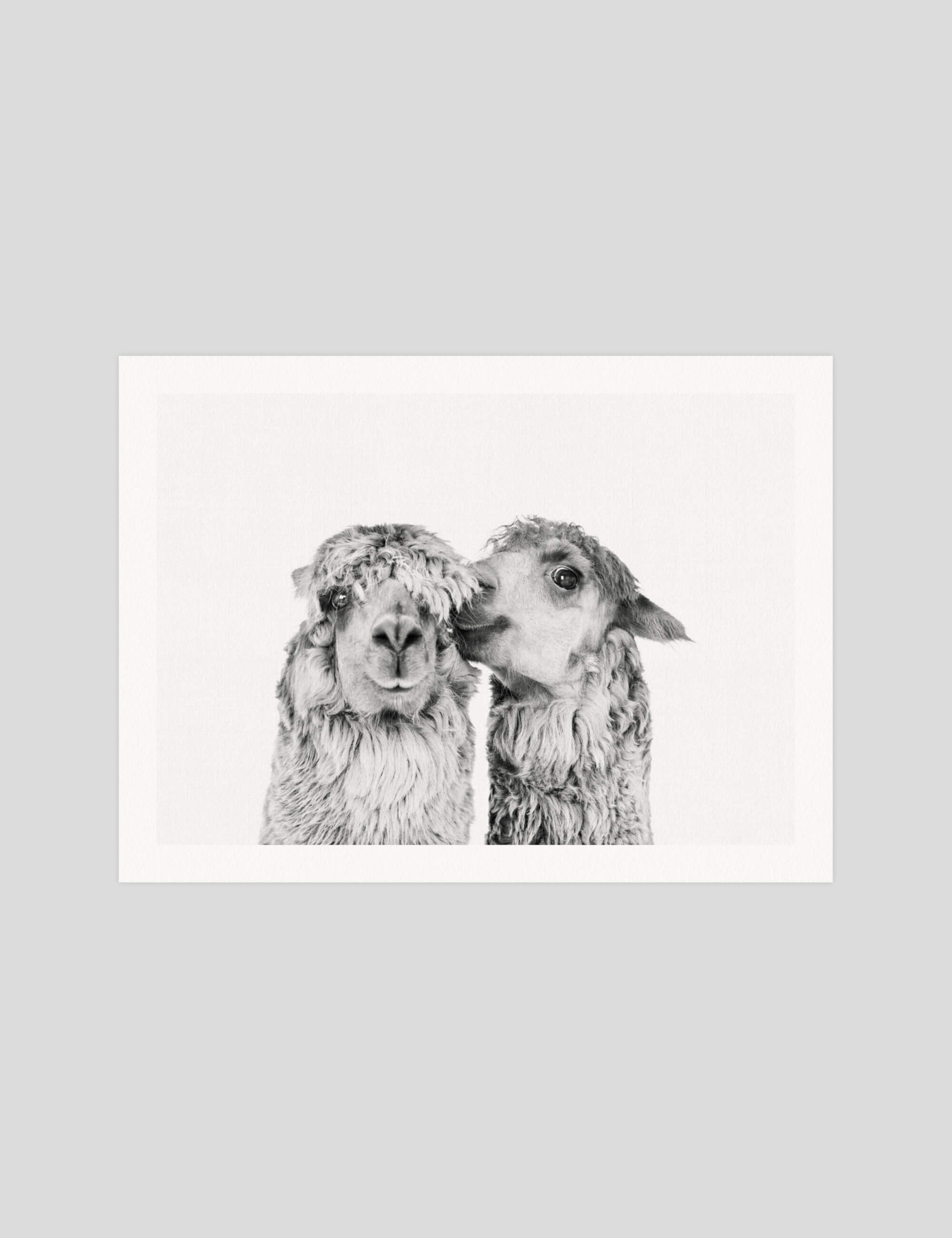 Llama Love gallery quality art print produced using 100% cotton rag textured art paper and pigment based archival inks in New Zealand.