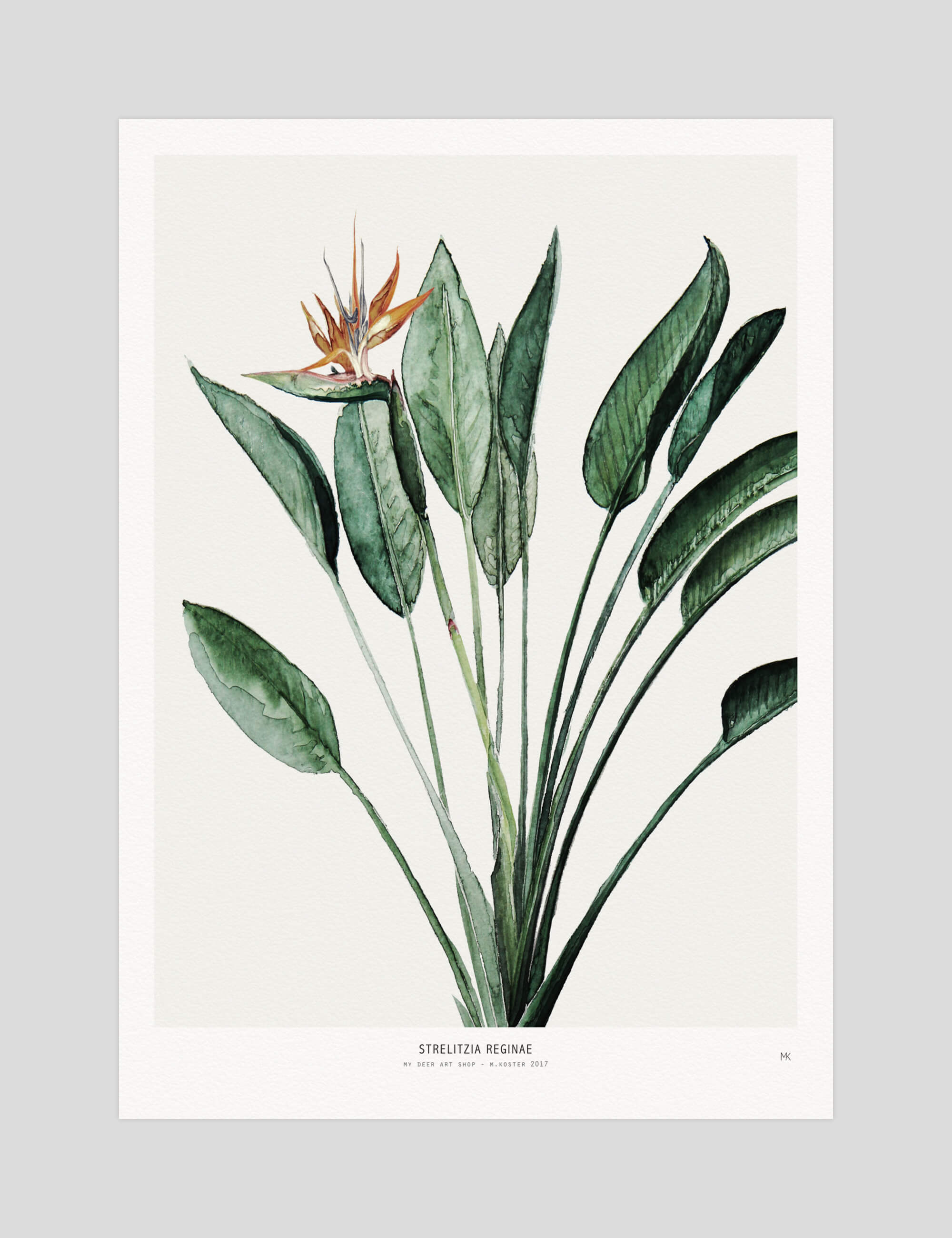 My Deer Strelitzia gallery quality art print produced using 100% cotton rag textured art paper and pigment based archival inks in New Zealand.