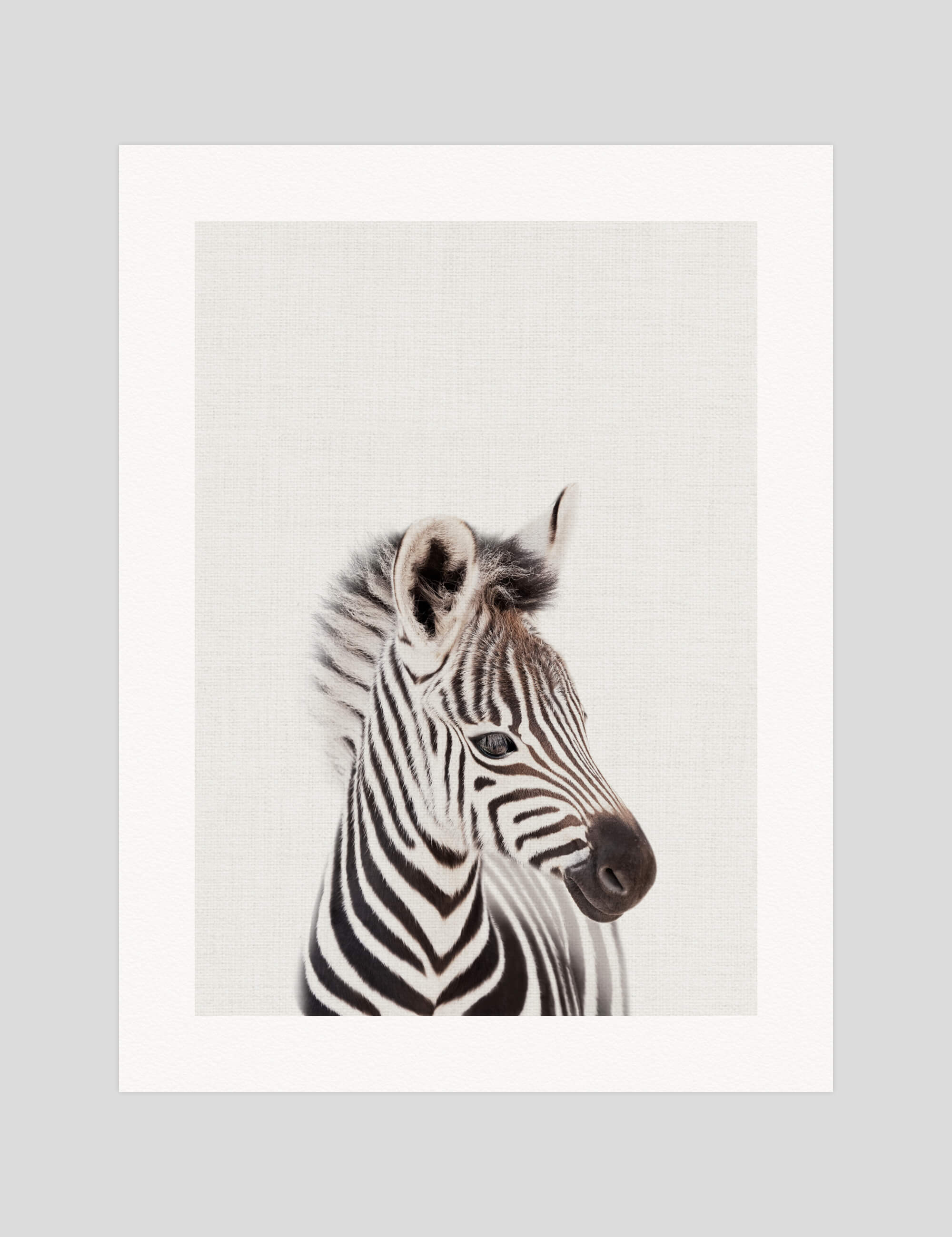 Peekaboo Prints Baby Zebra gallery quality art print produced using 100% cotton rag textured art paper and pigment based archival inks in New Zealand.
