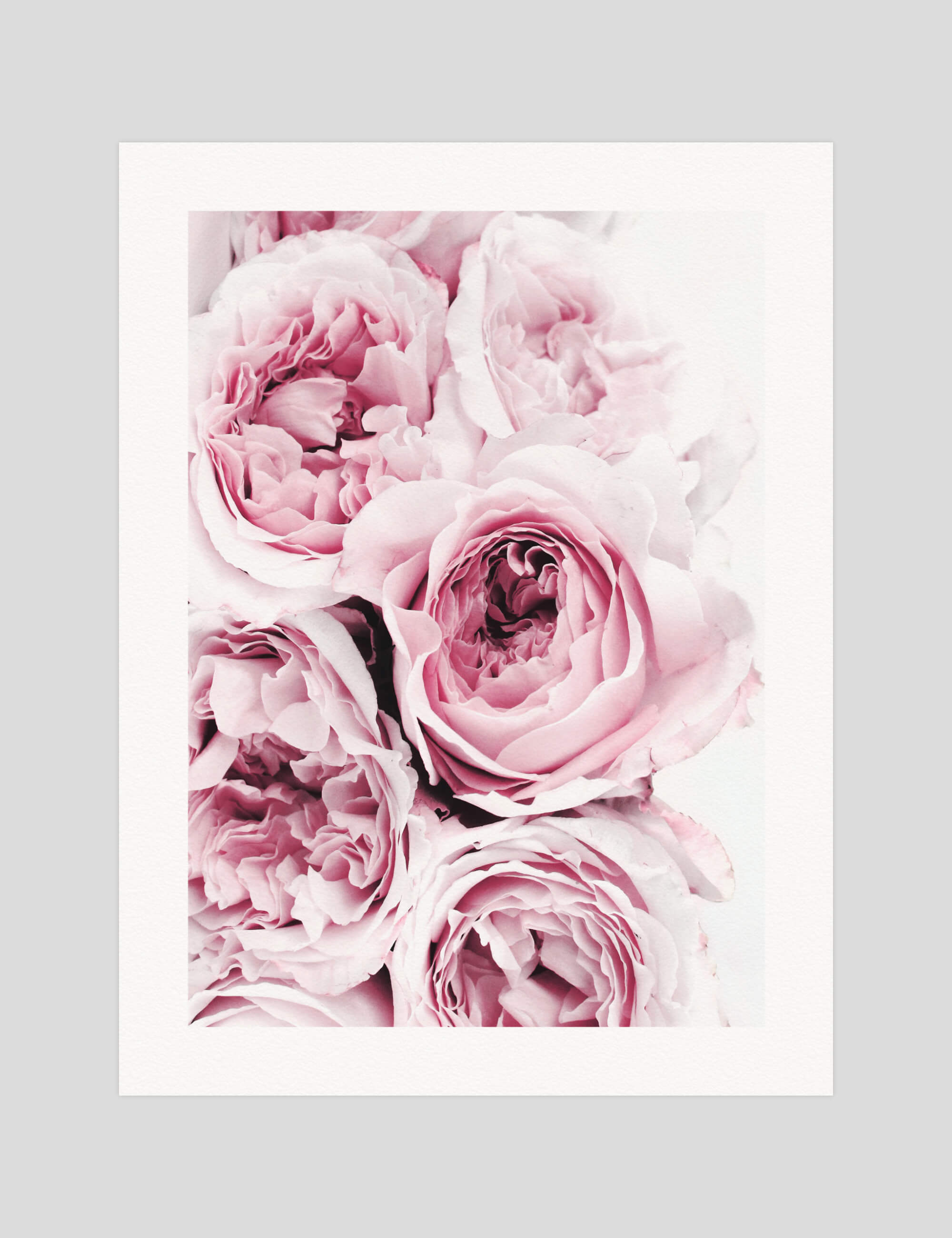 Peonies In Bloom gallery quality art print produced using 100% cotton rag textured art paper and pigment based archival inks in New Zealand.