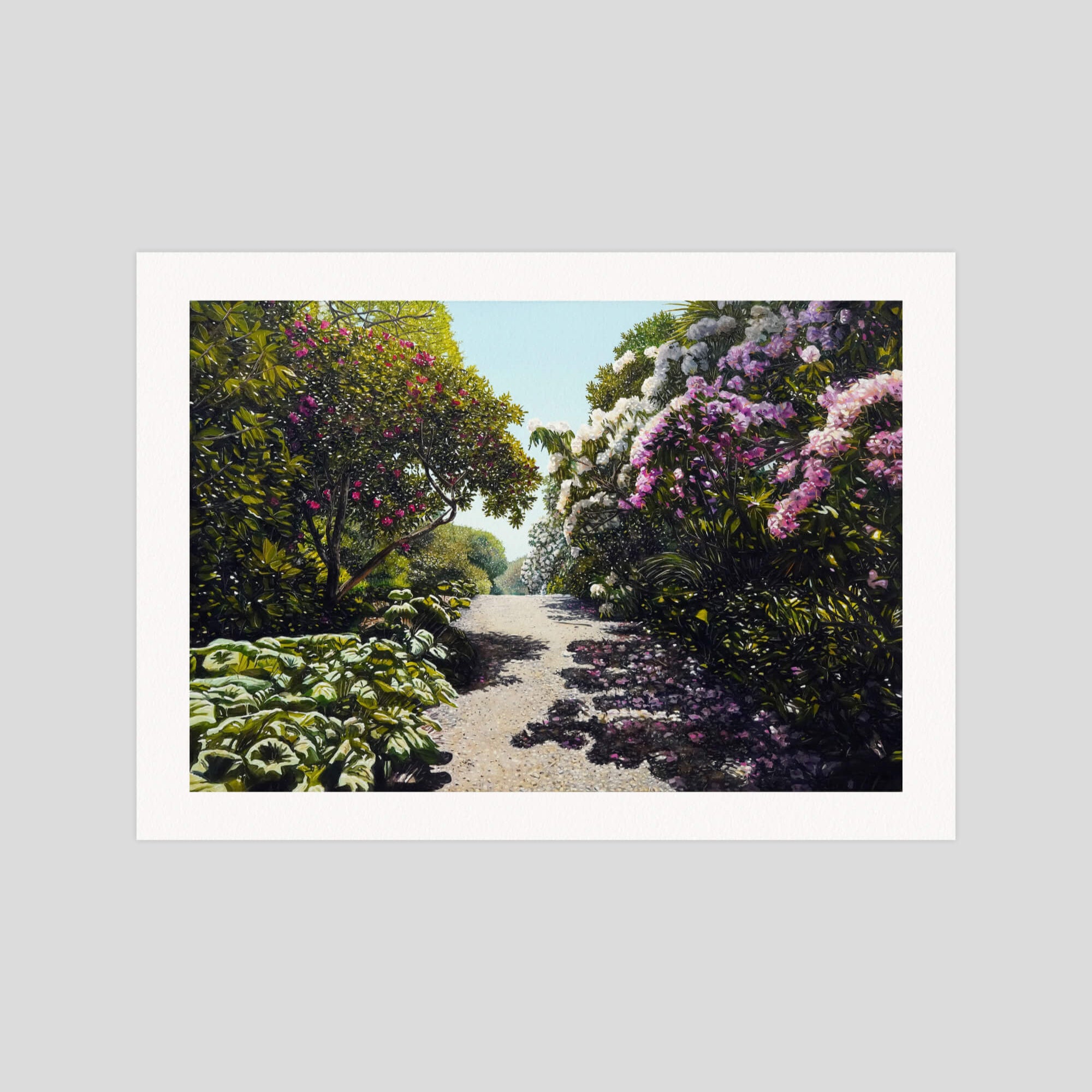 Sam Foley Rhododendrons gallery quality art print produced using 100% cotton rag textured art paper and pigment based archival inks in New Zealand.