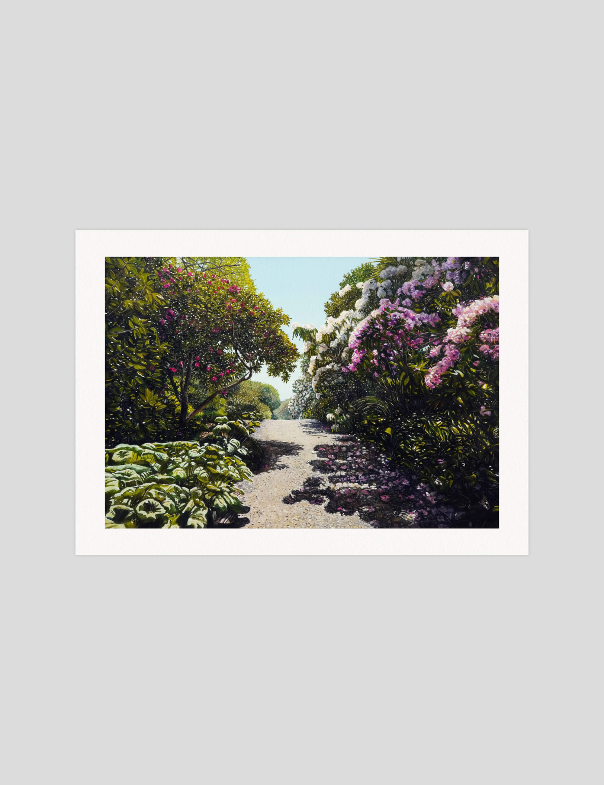 Sam Foley Rhododendrons gallery quality art print produced using 100% cotton rag textured art paper and pigment based archival inks in New Zealand.