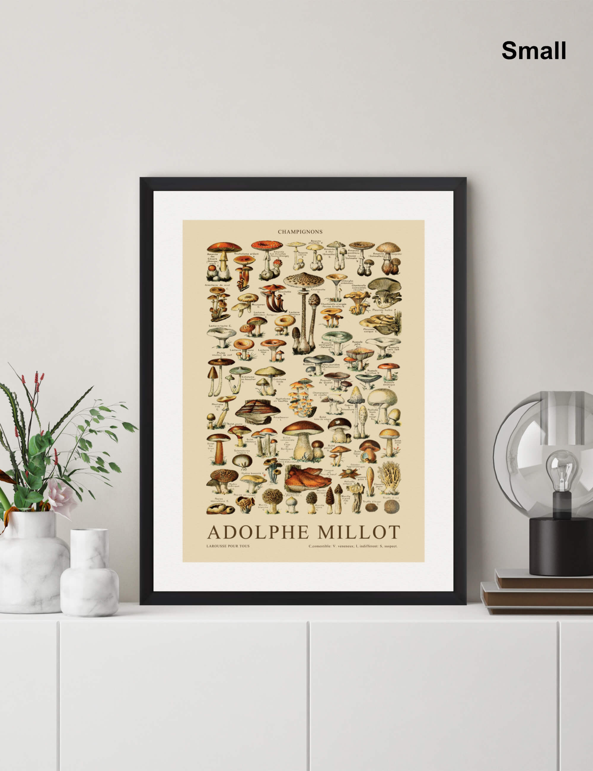 Champignons by Adolphe Millot Wall Art