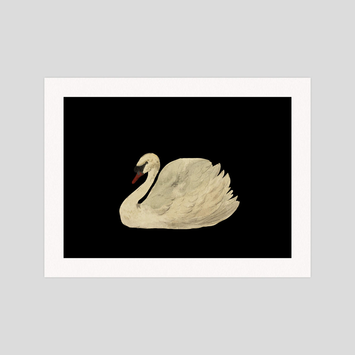 The Swan gallery quality art print produced using 100% cotton rag textured art paper and pigment based archival inks in New Zealand.