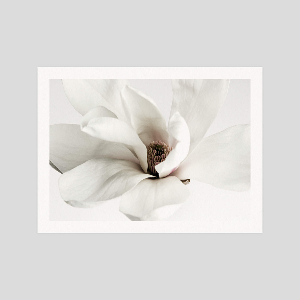 White Magnolia gallery quality art print produced using 100% cotton rag textured art paper and pigment based archival inks in New Zealand.