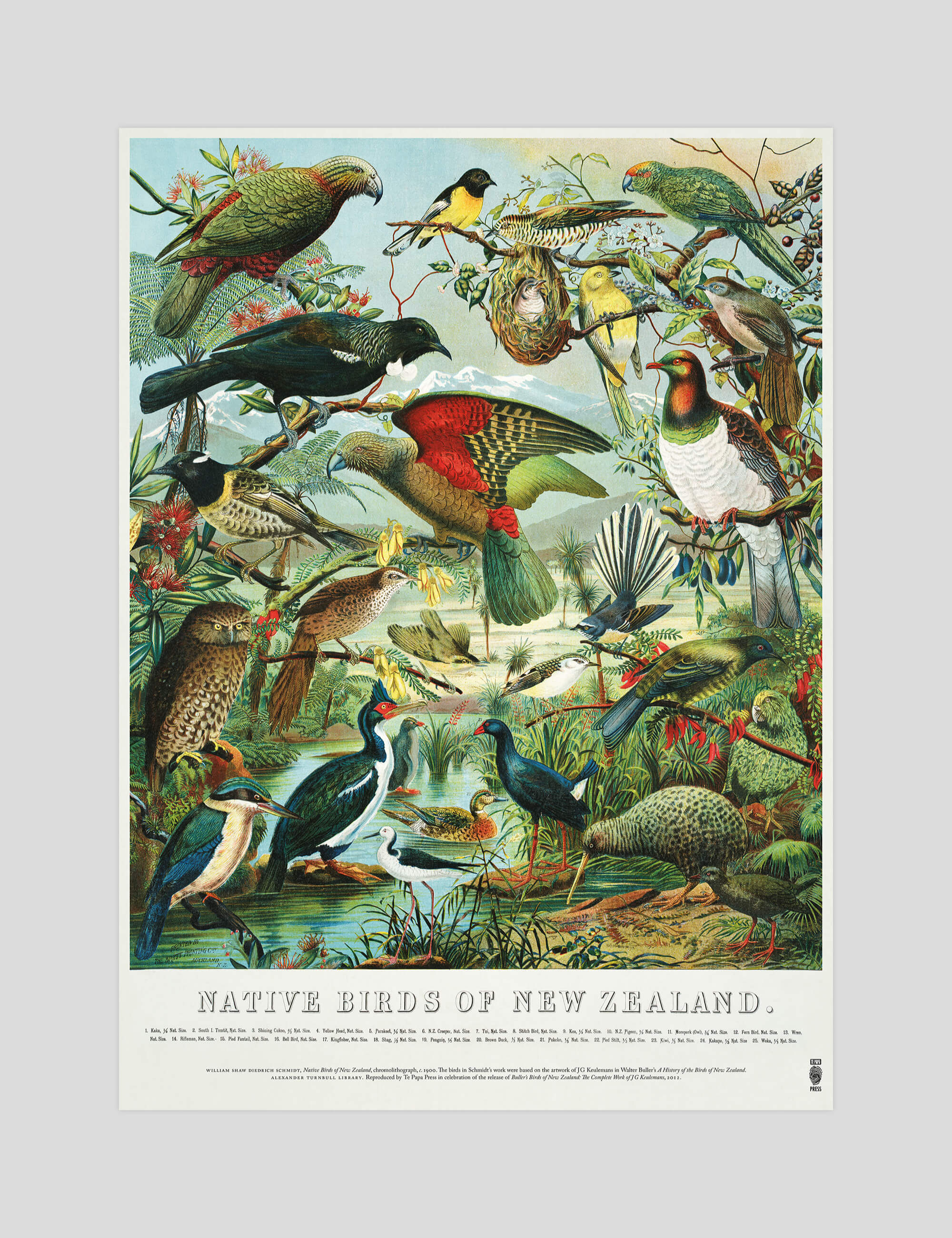 William Shaw Diedrich Schmidt Native Birds of New Zealand gallery quality art print produced using 100% cotton rag textured art paper and pigment based archival inks in New Zealand.