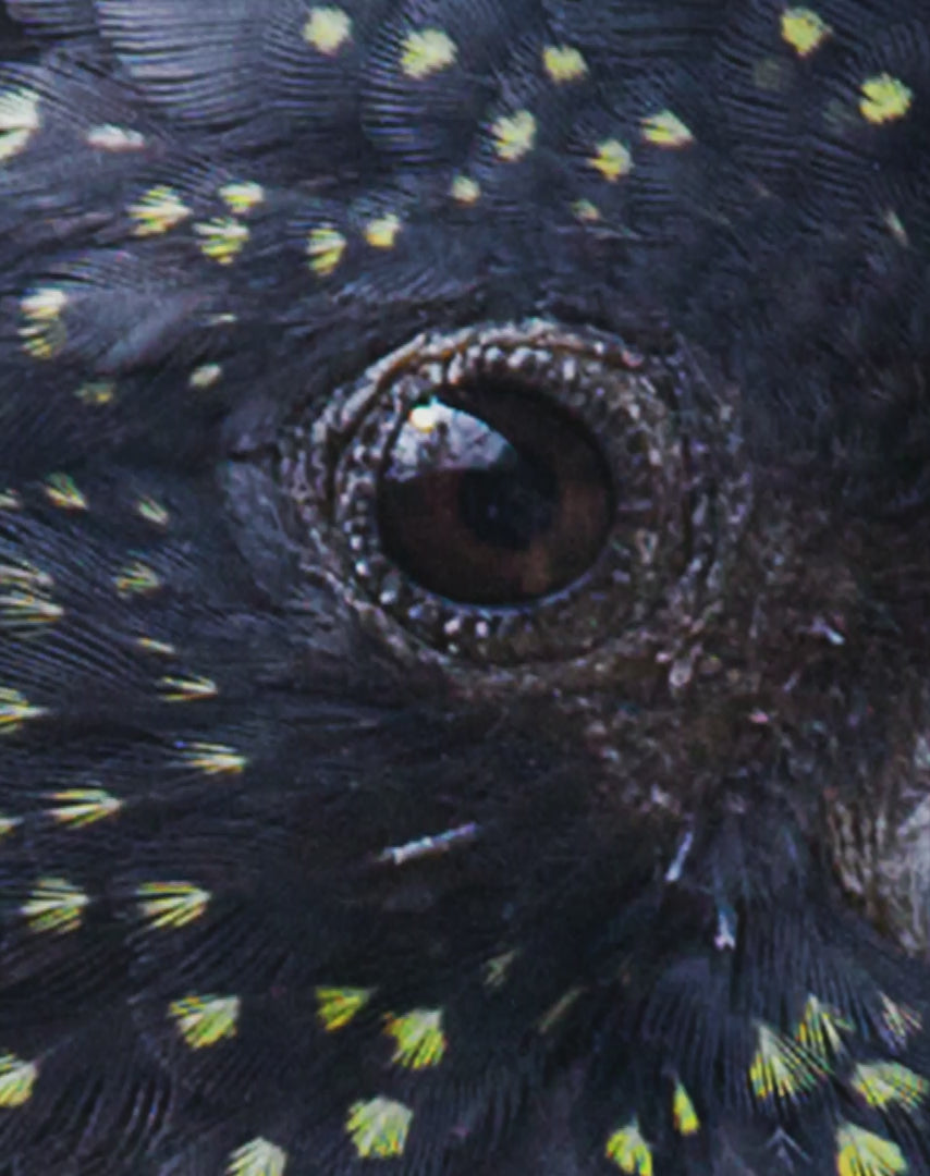 Black Cockatoo