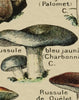 Champignons by Adolphe Millet