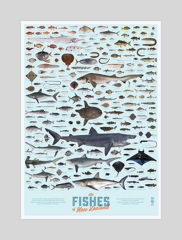 Fishes of New Zealand Poster Art Print | Pop Motif