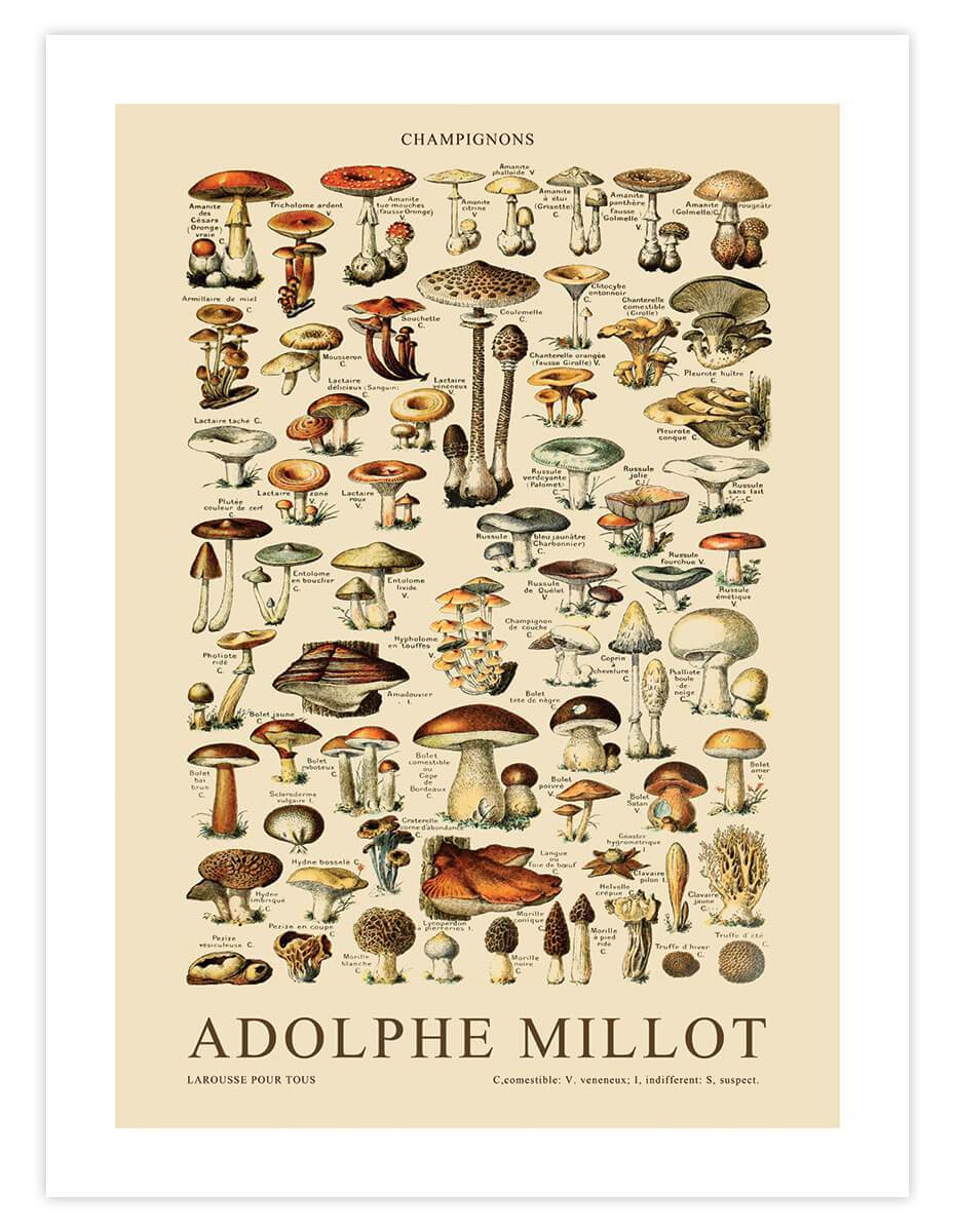 Adolphe Millot Nature Art Mushrooms champignons Encyclopedia Art White  Glossy Mug -  Norway