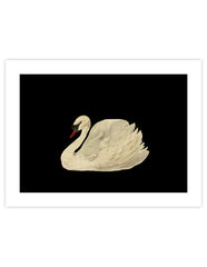 Swan Totem Animal Boho Wall Art Fine Art Print From 