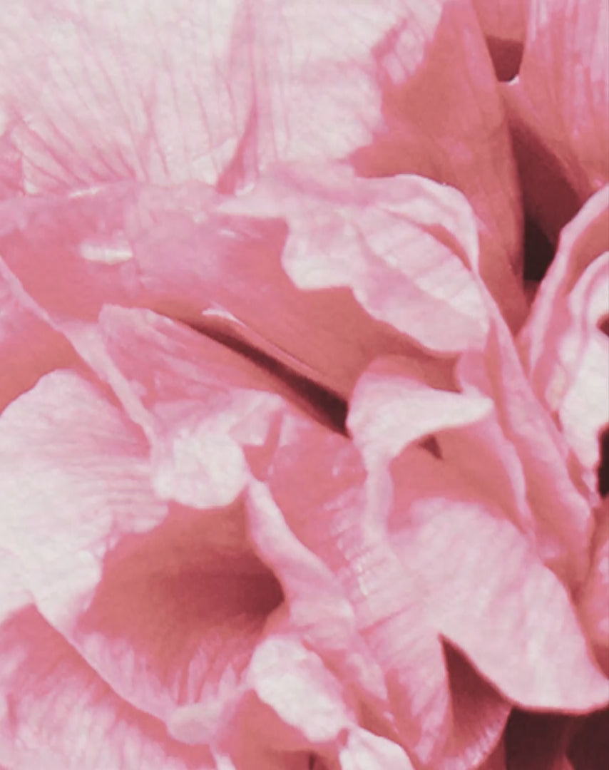 Chanel Flowers by Chic Artworks